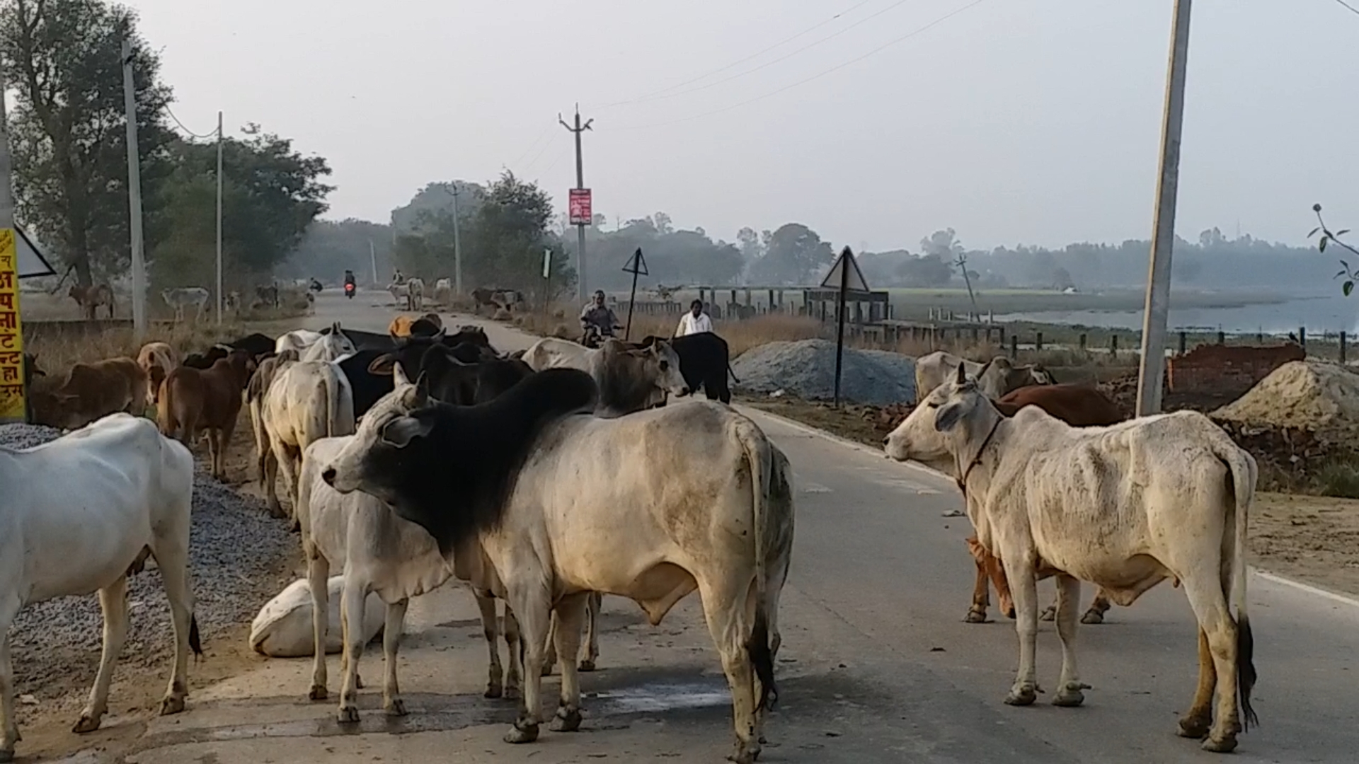 balrampur animal vaccination special story