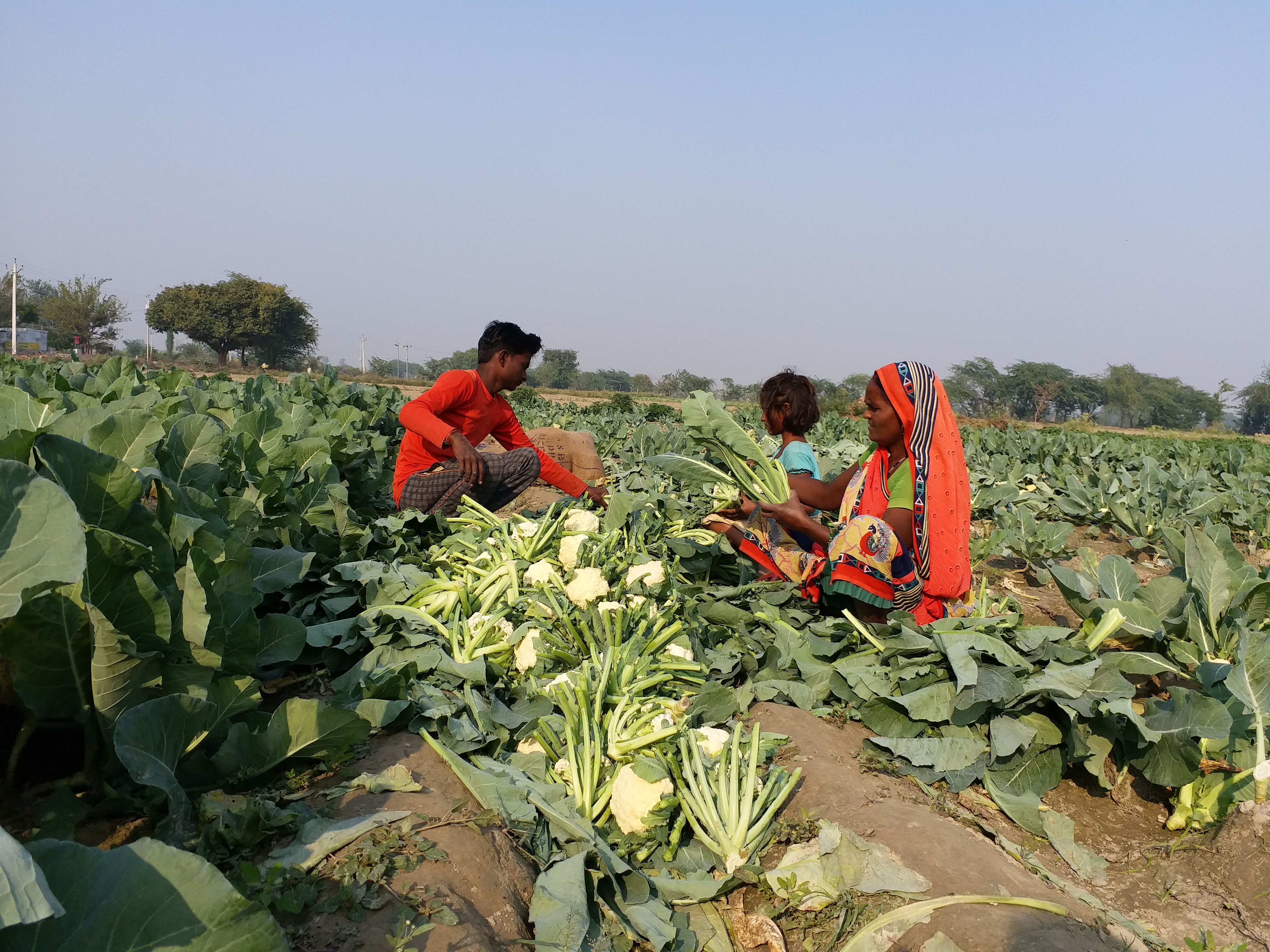 farrukhabad farmer