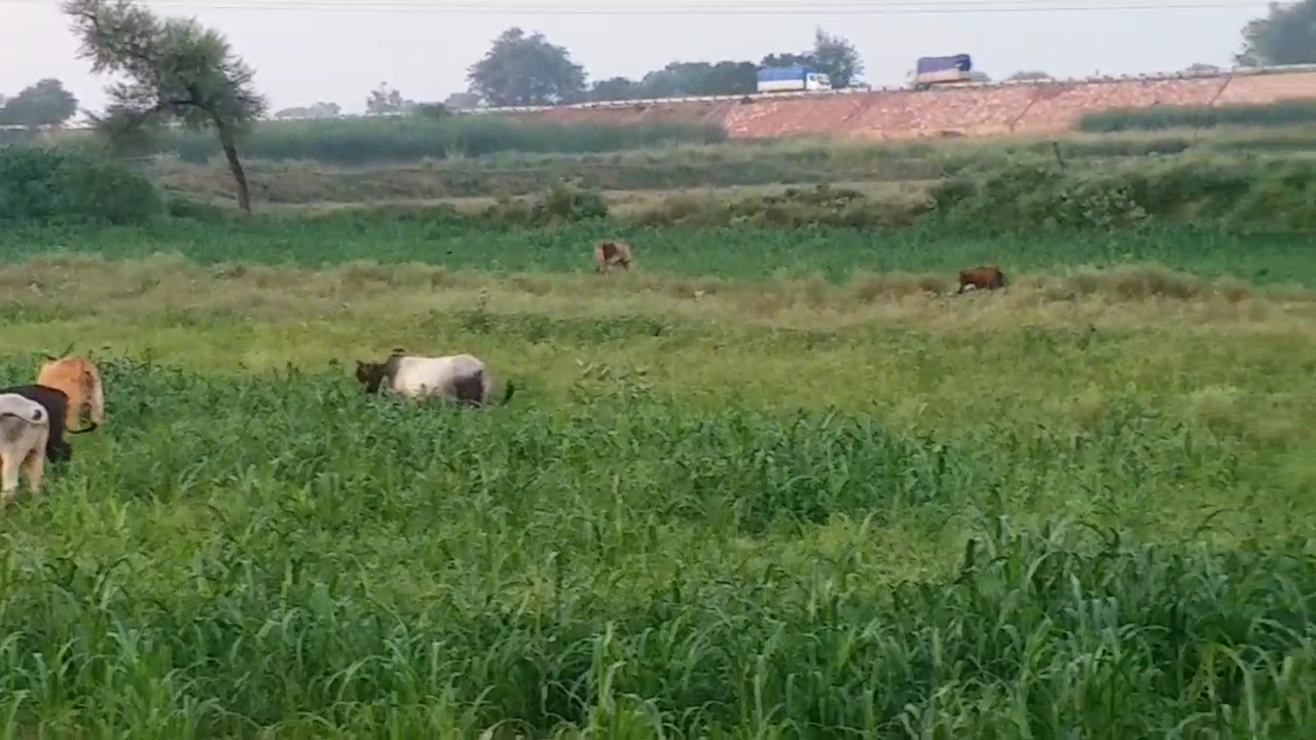 किसानों की फसल बर्बाद कर रहे निराश्रित गोवंश.