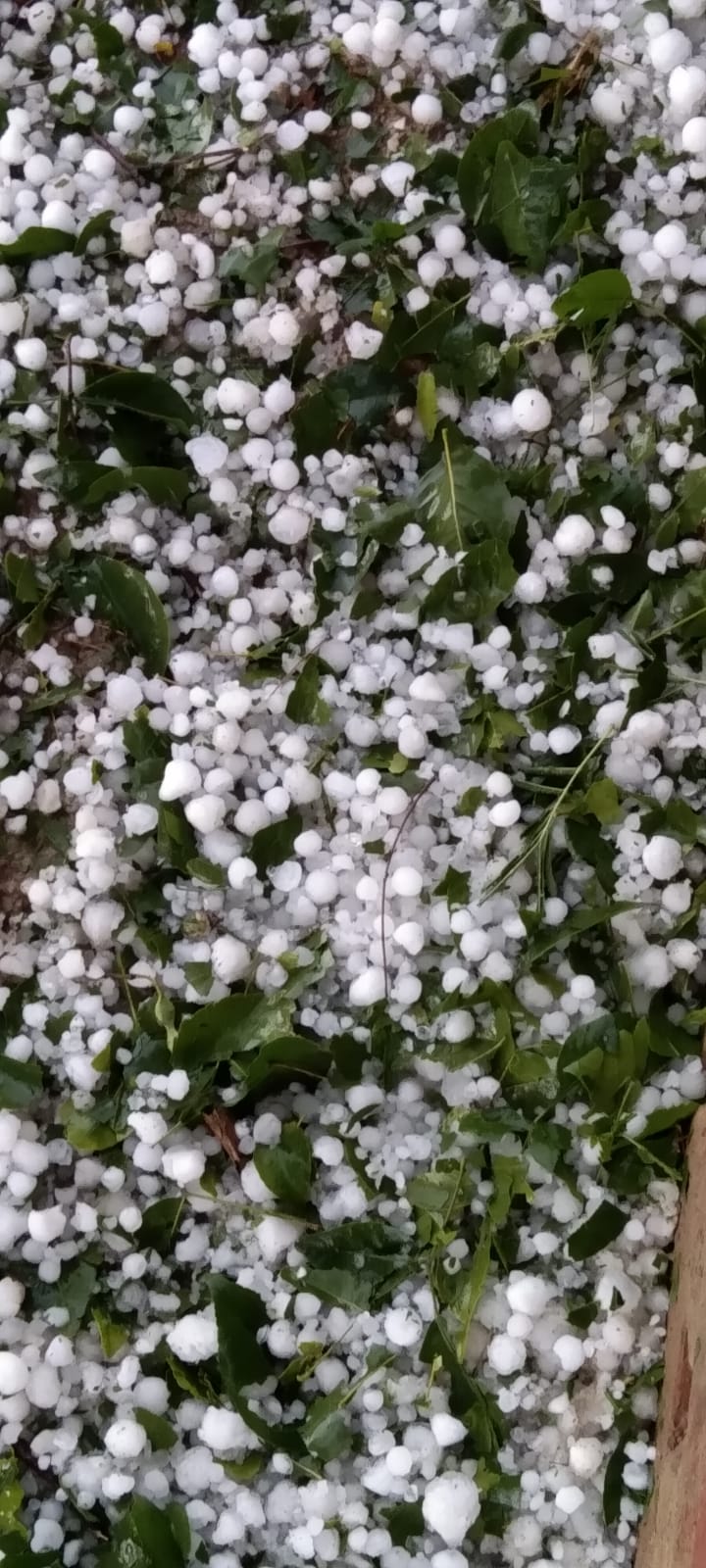 hailstorm in firozabad