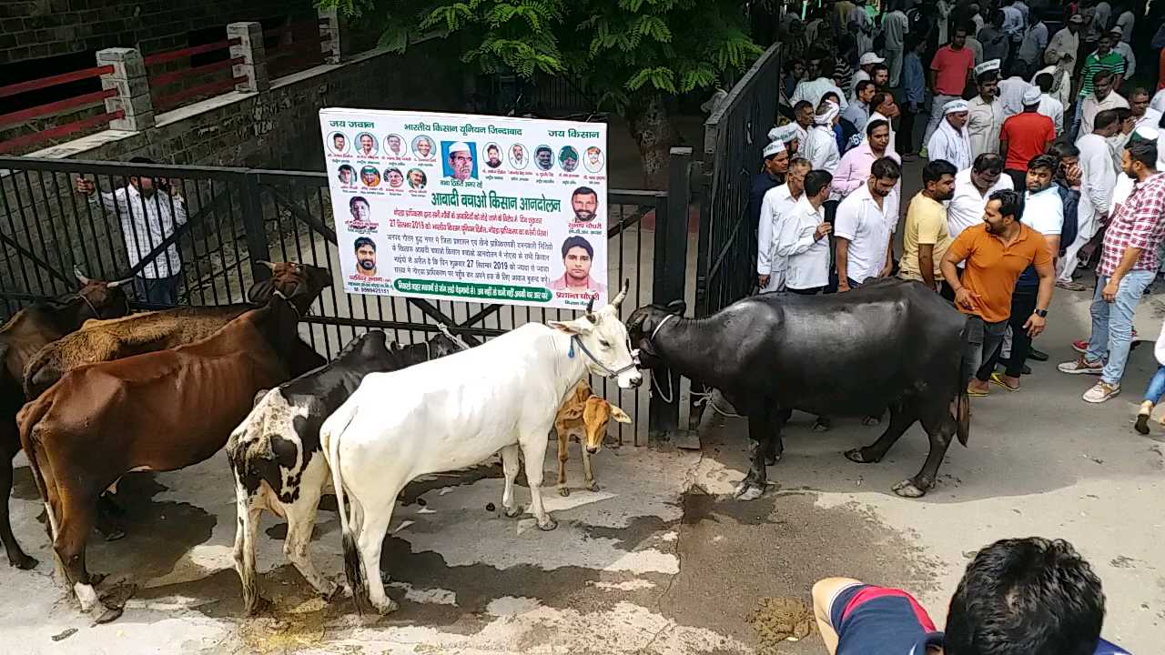 kisan protest at noida authority with their animals