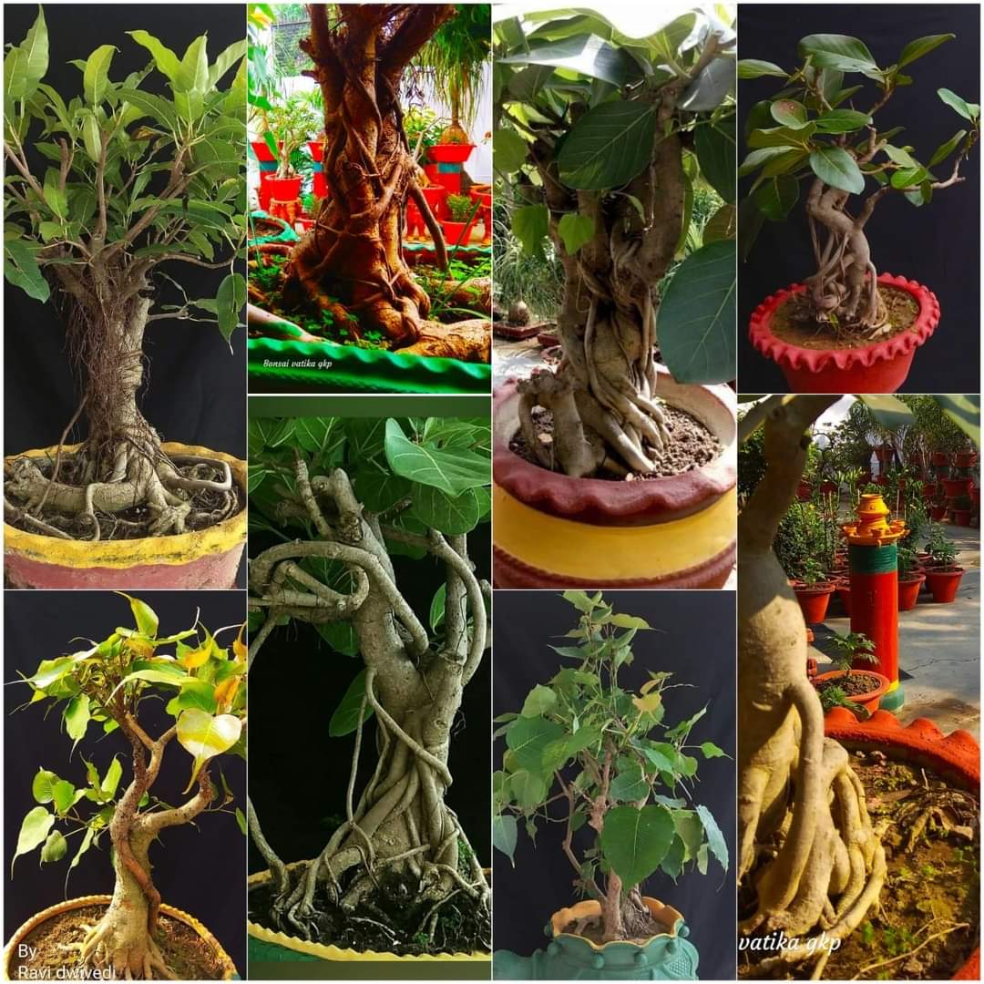 retired bank officer develops Bonsai garden