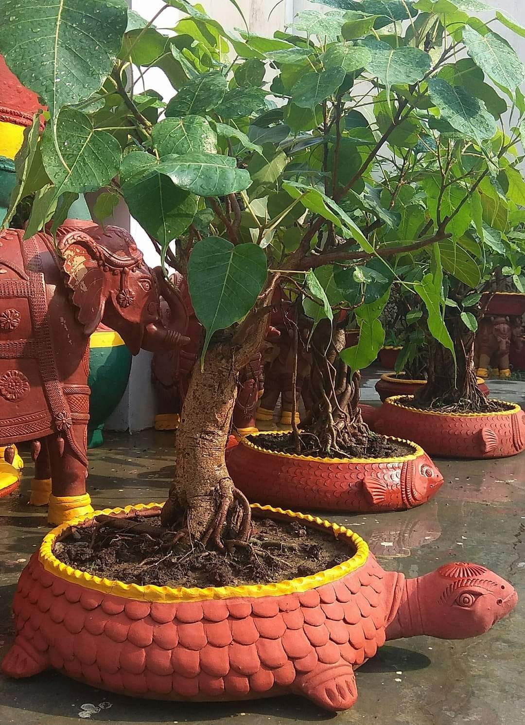 retired bank officer develops Bonsai garden