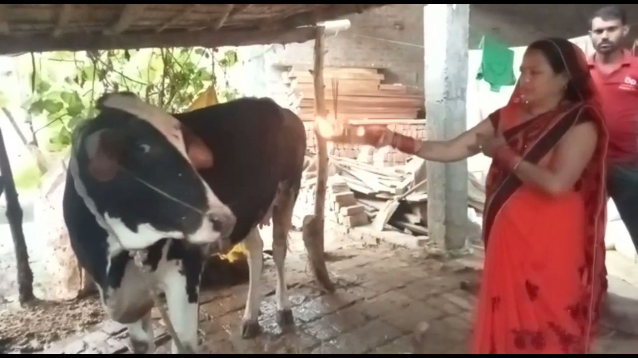 one year old calf giving milk in uttarpradesh