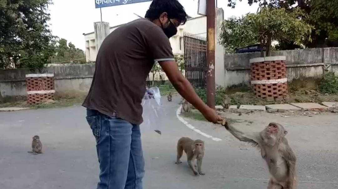 family gave food to monkey.