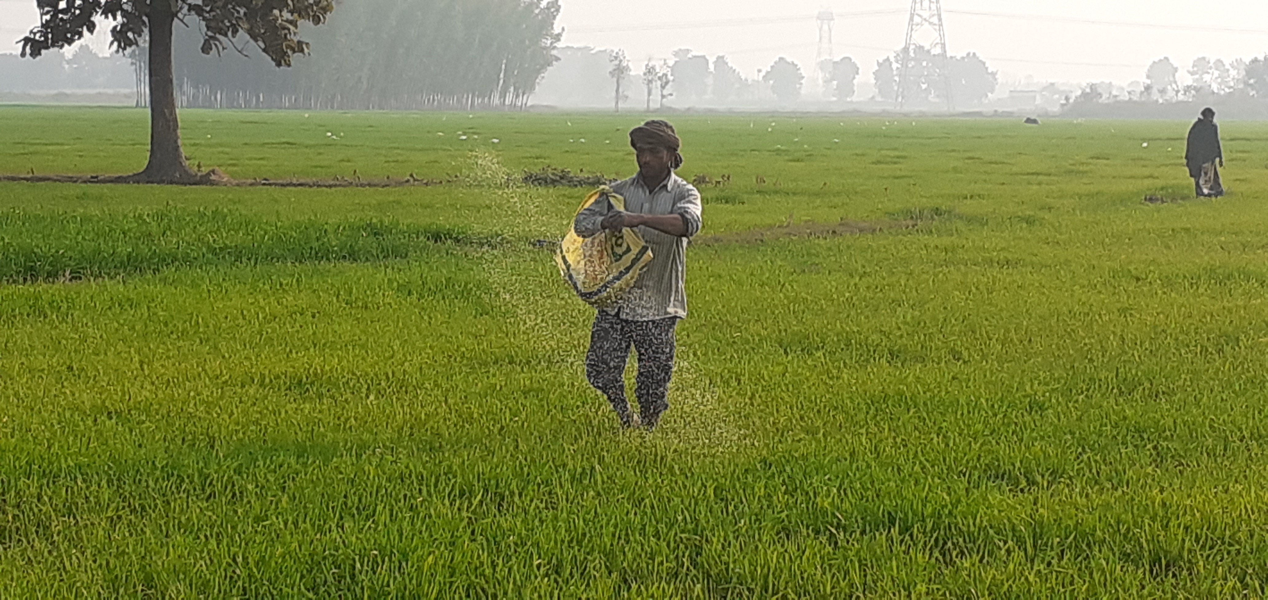 کسانوں میں بڑھ رہا ہےگنے کی کاشت کا رجحان