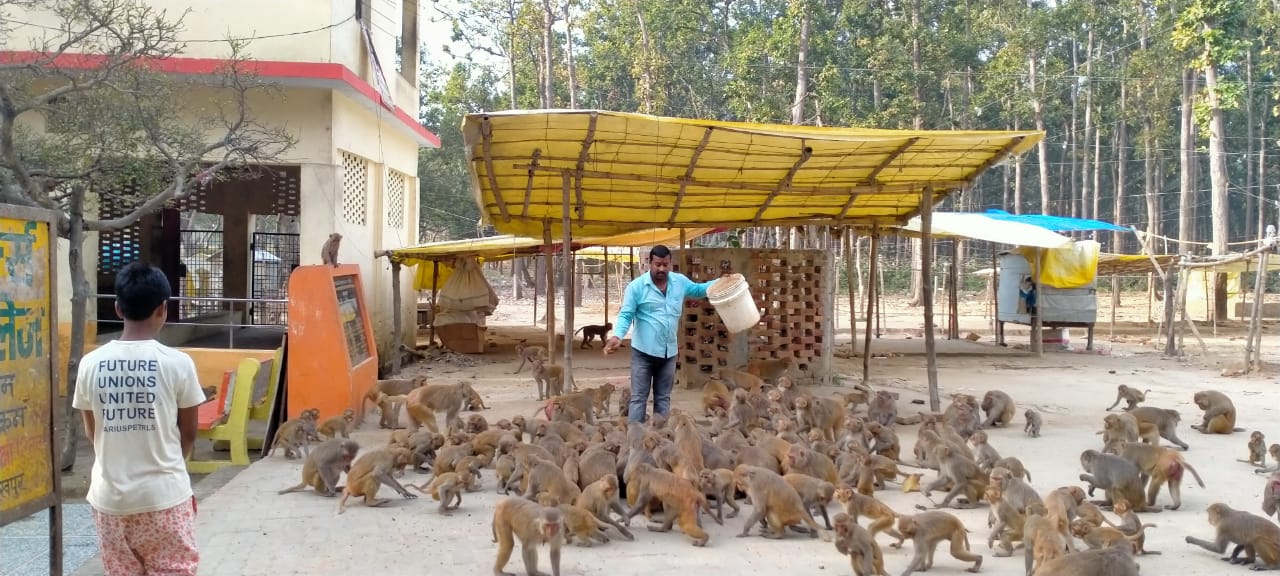 Man feeds monkeys at Budhia mai temple in Gorakhpur