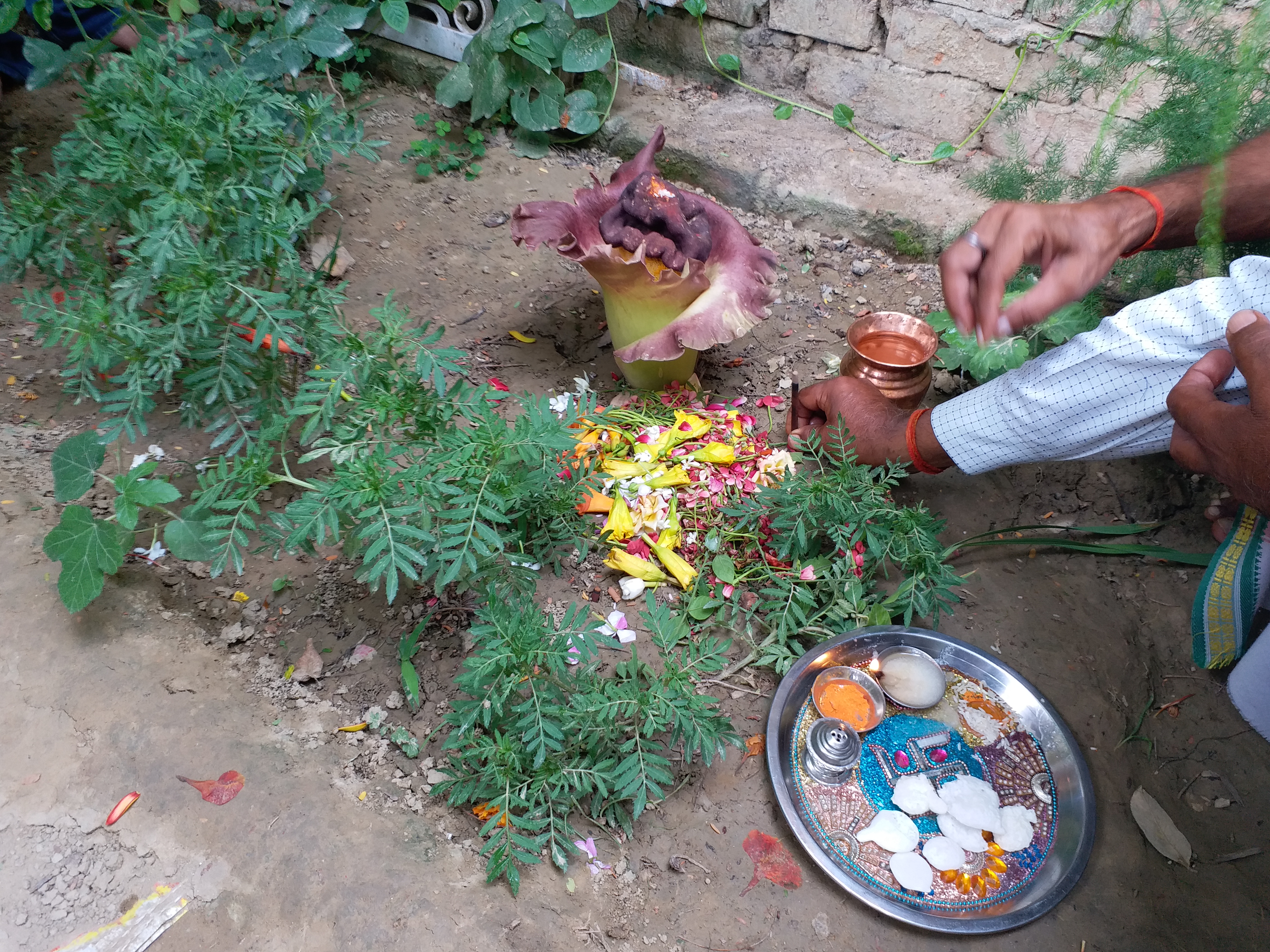 lord ganesha appeared in flower in hardoi