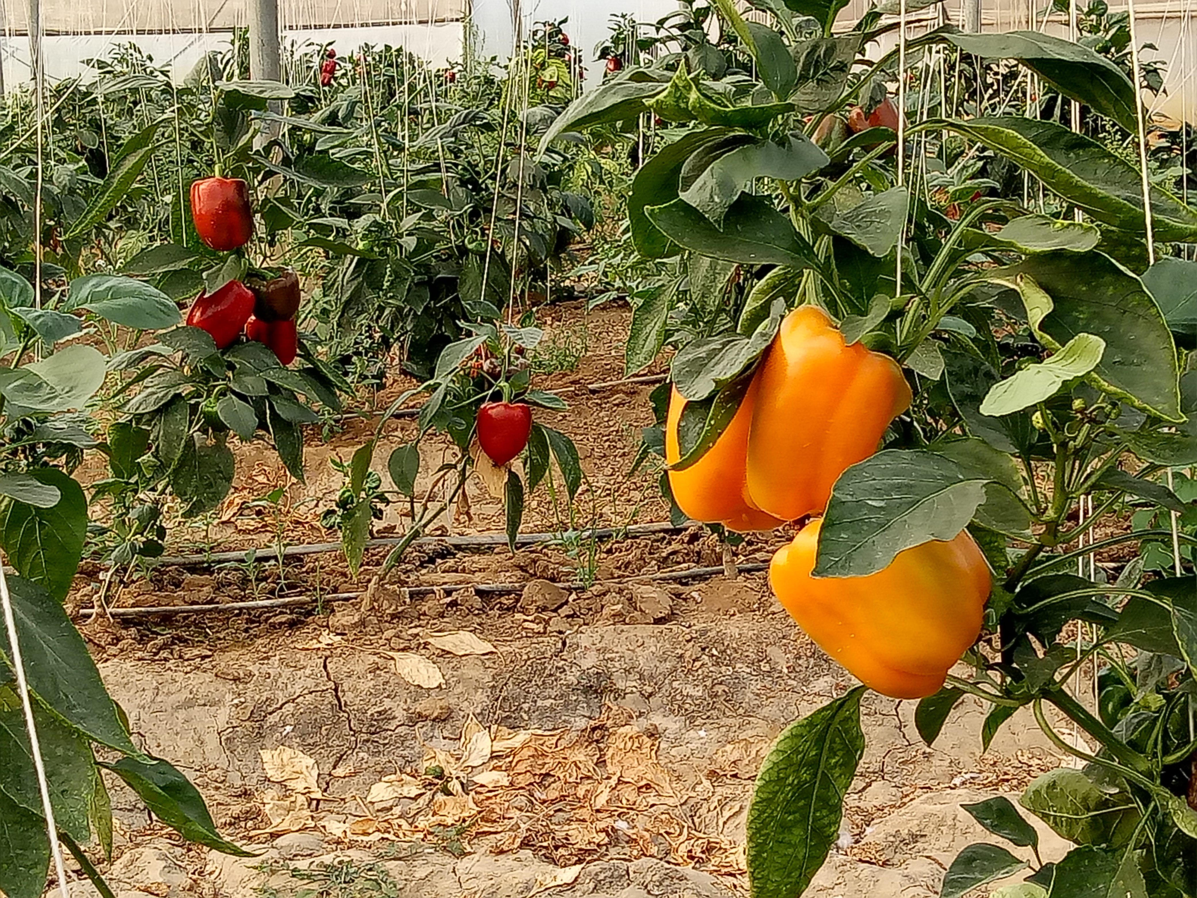 Hathras Agriculture News : खूबसूरती के साथ आमदनी का जरिया साबित हो रही रंग बिरंगी शिमला मिर्च .