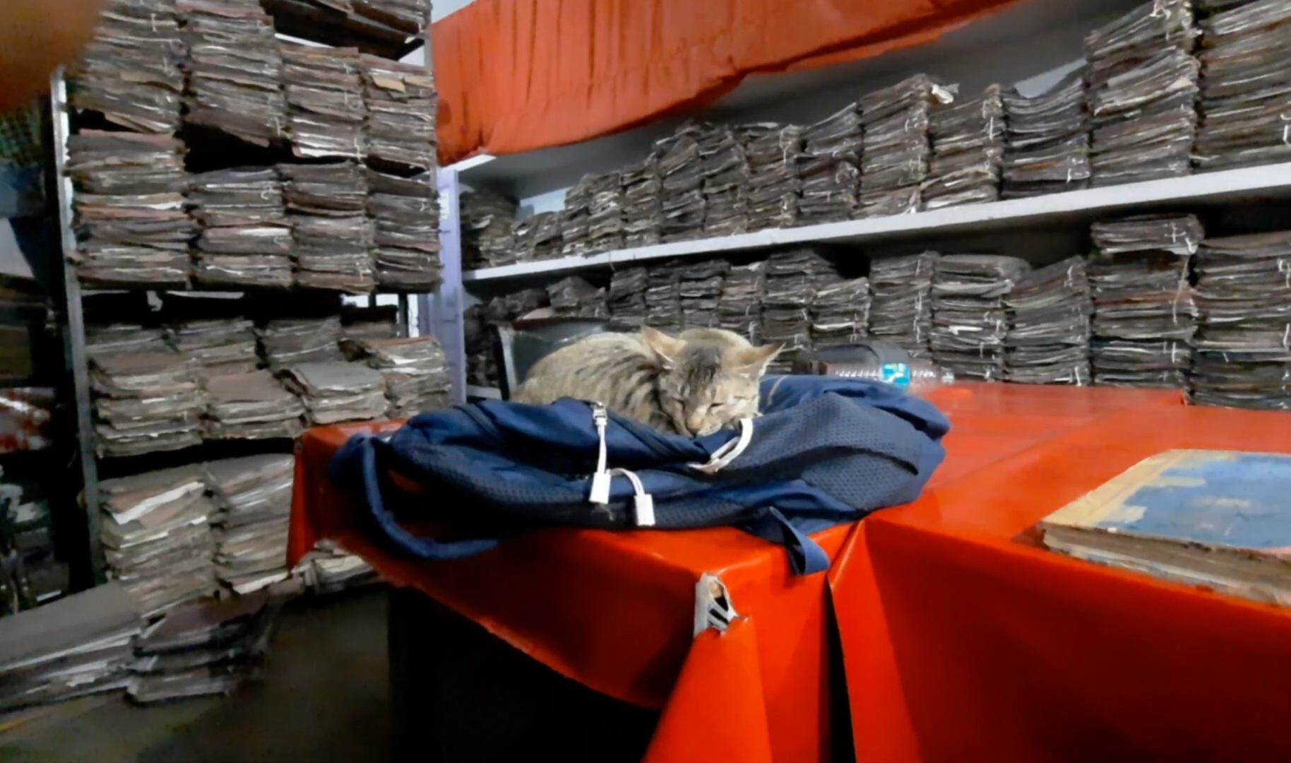 Cat in RTO office uttarpradesh