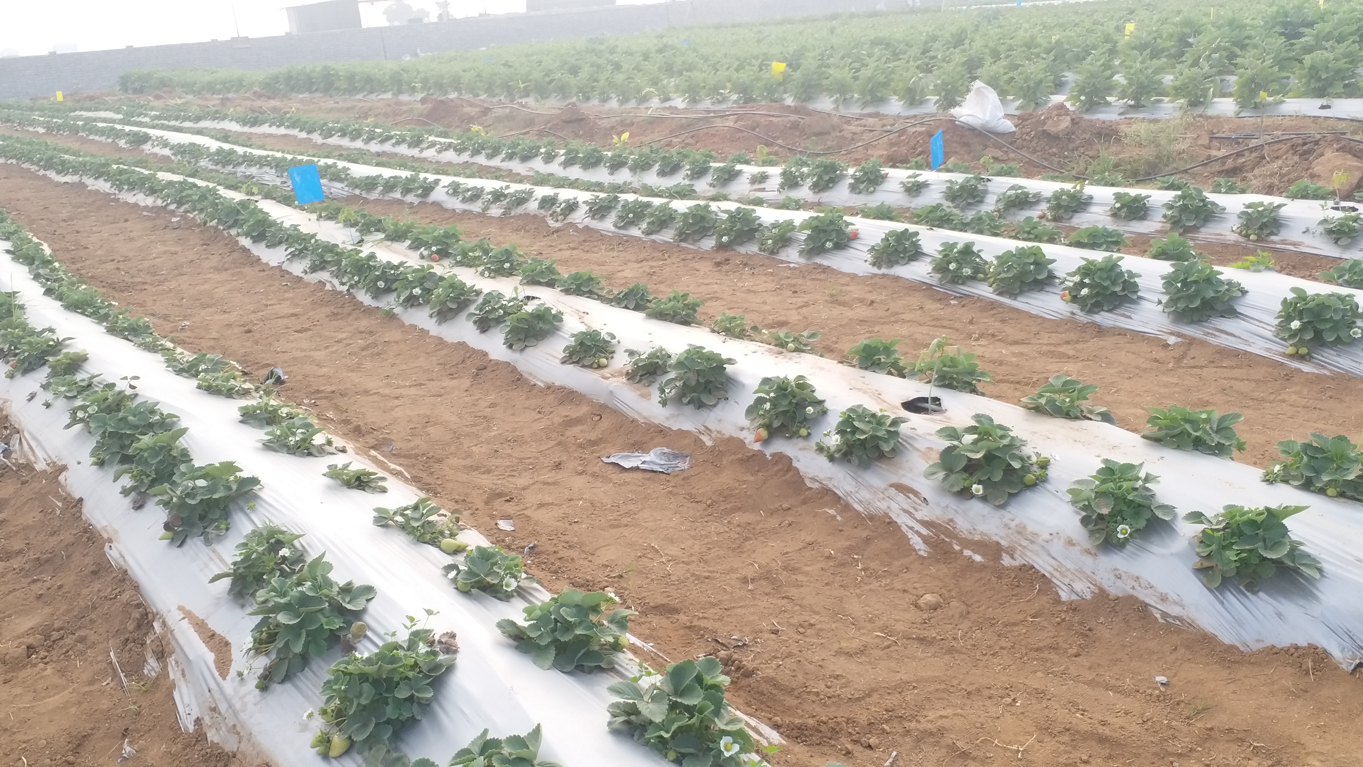 strawberry cultivation