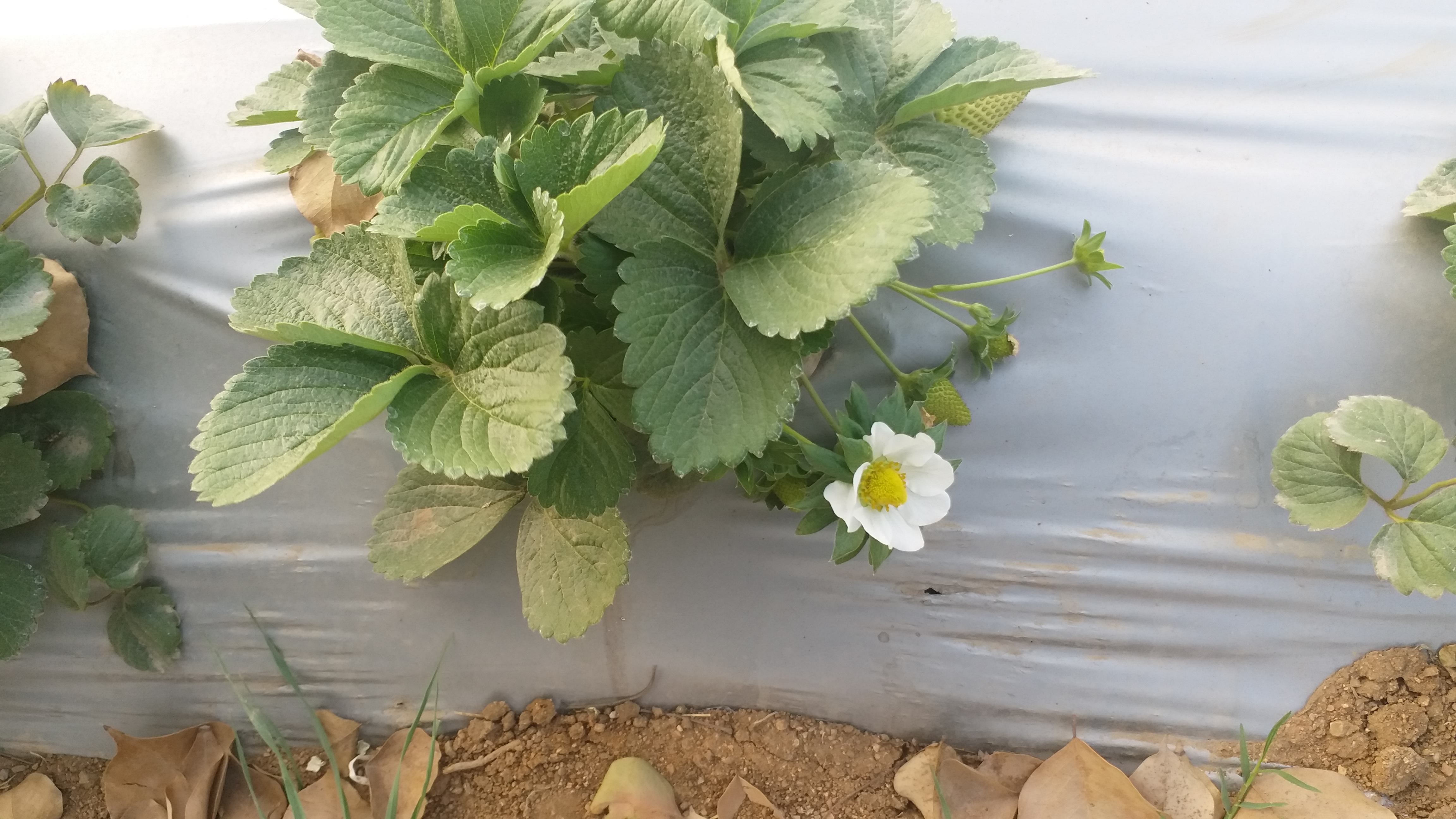 strawberry cultivation