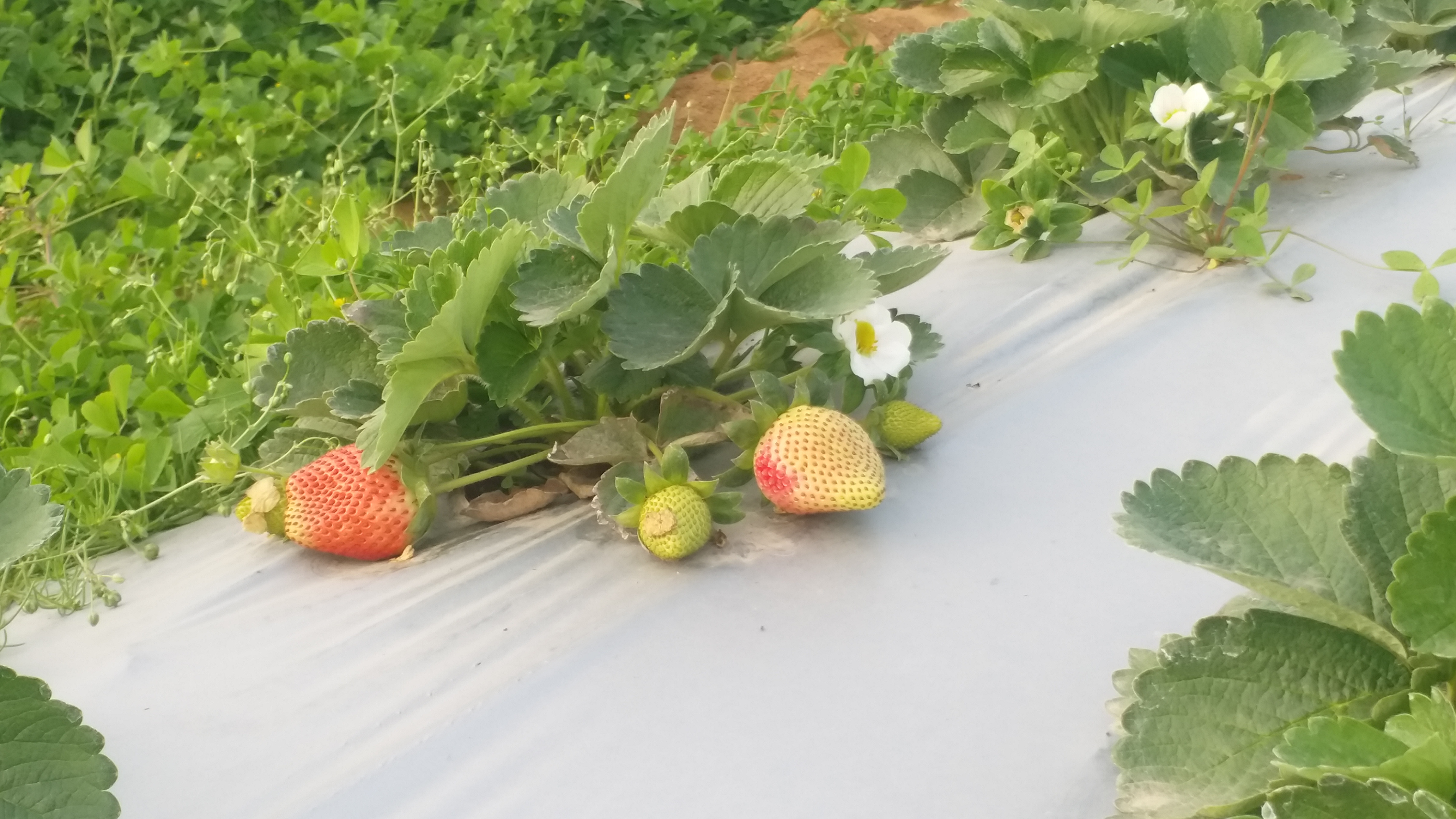 strawberry cultivation