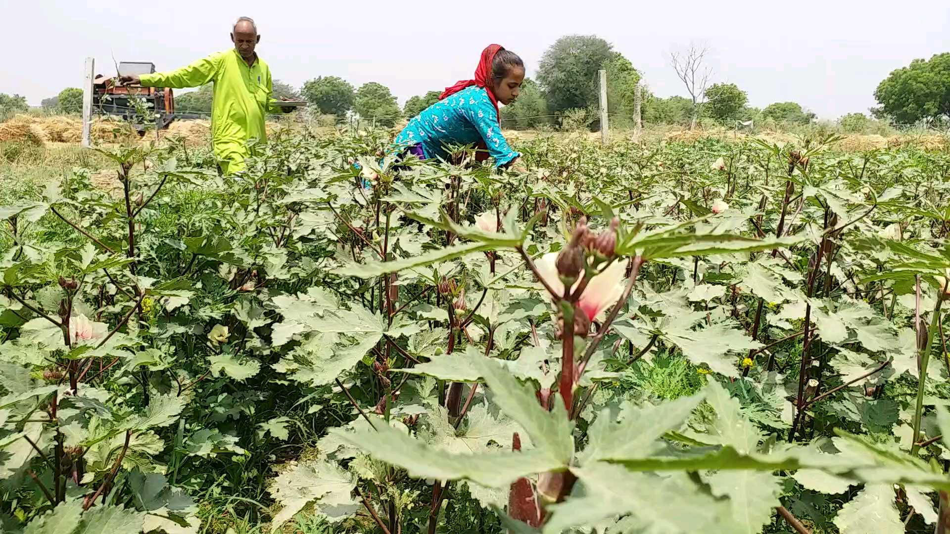 2400 ਰੁਪਏ ਕਿਲੋ ਵਿਕਣ ਵਾਲੀ ਲਾਲ ਭਿੰਡੀ ਦੇ ਫਾਇਦੇ ਨੇ ਬਹੁਤ ਸਾਰੇ