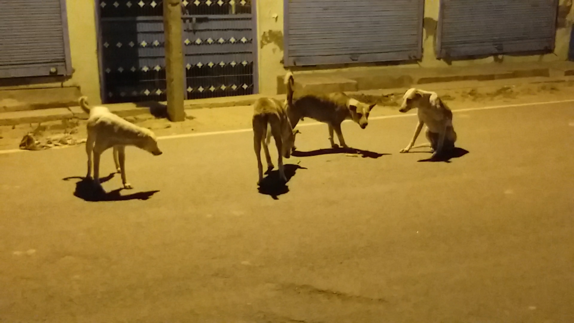 lockdown effect on dogs in kaushambi