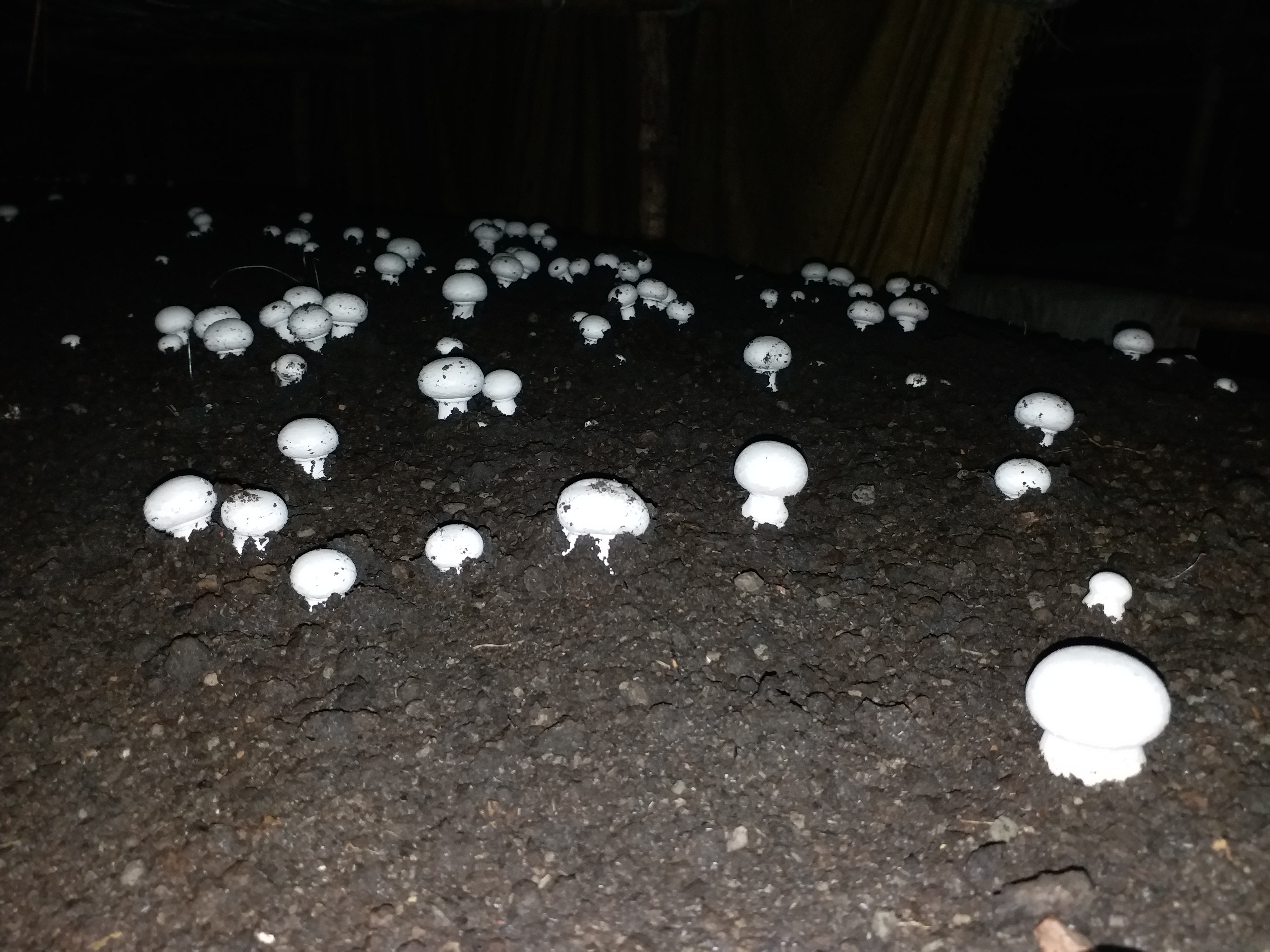 Mushroom farming