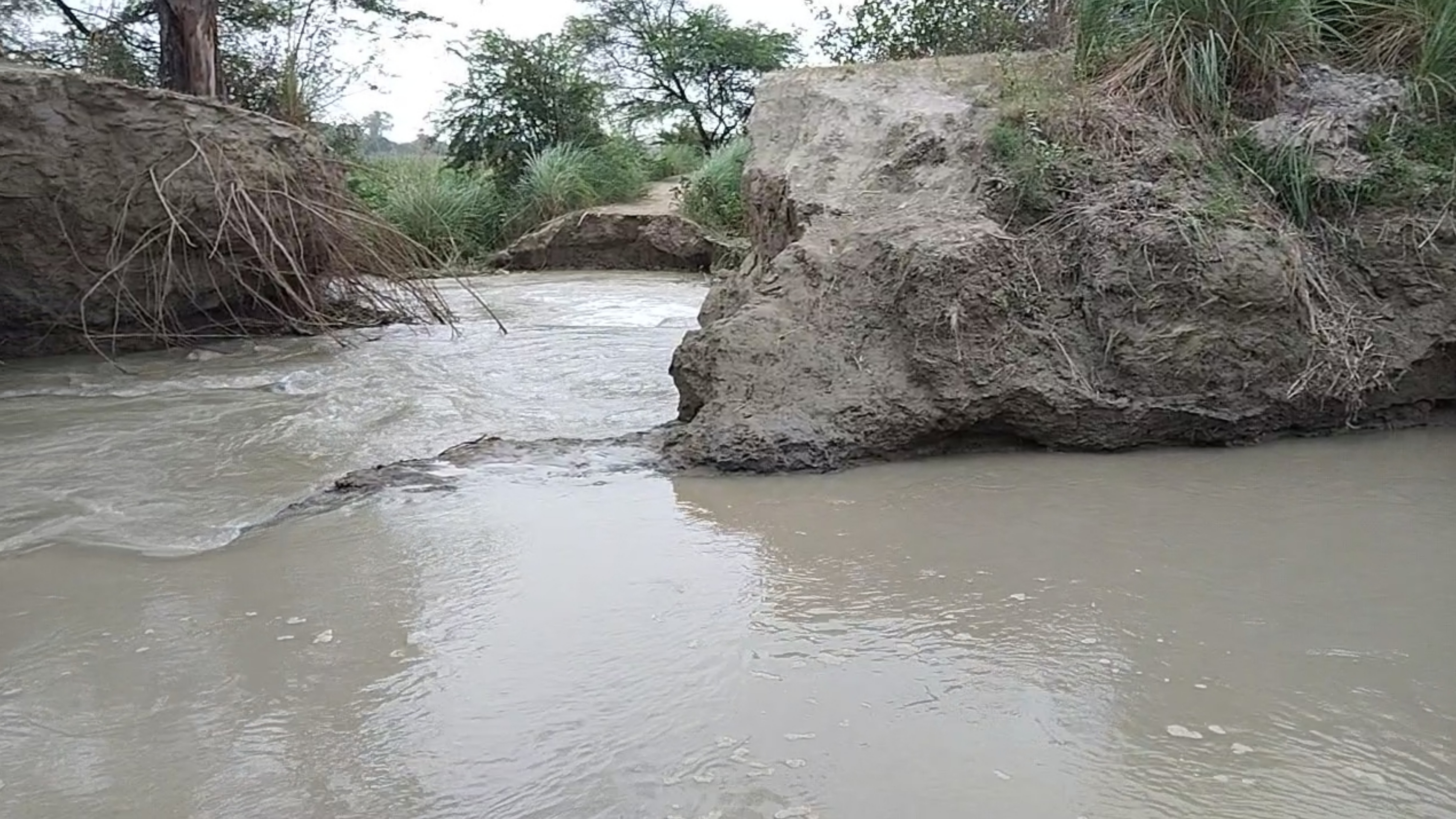 रजबहा की खांदी कटी.