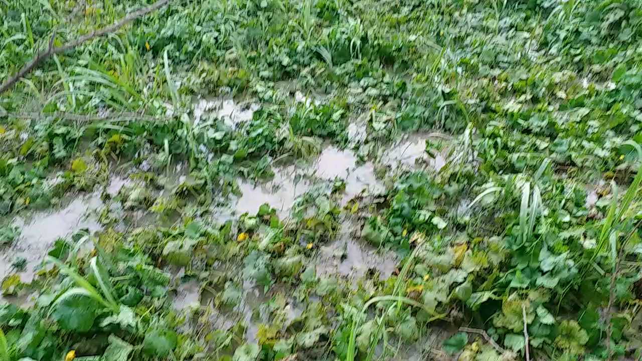 heavy rain with winds hailstorms