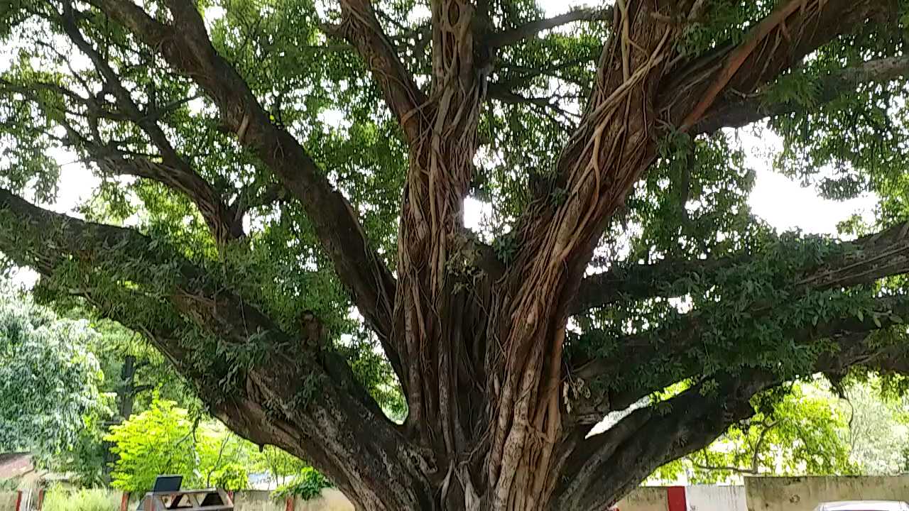 selfie tree of lakhimpur khiri