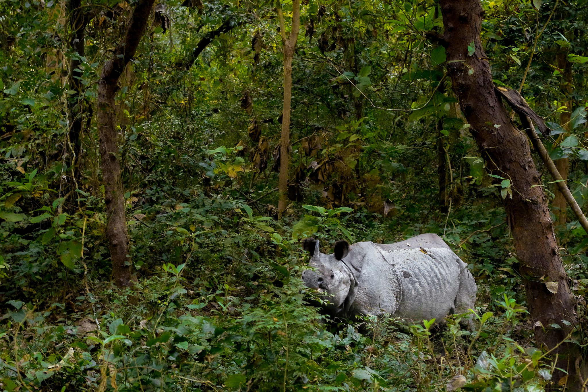Dudhwa Tiger Reserve 46 rhinos