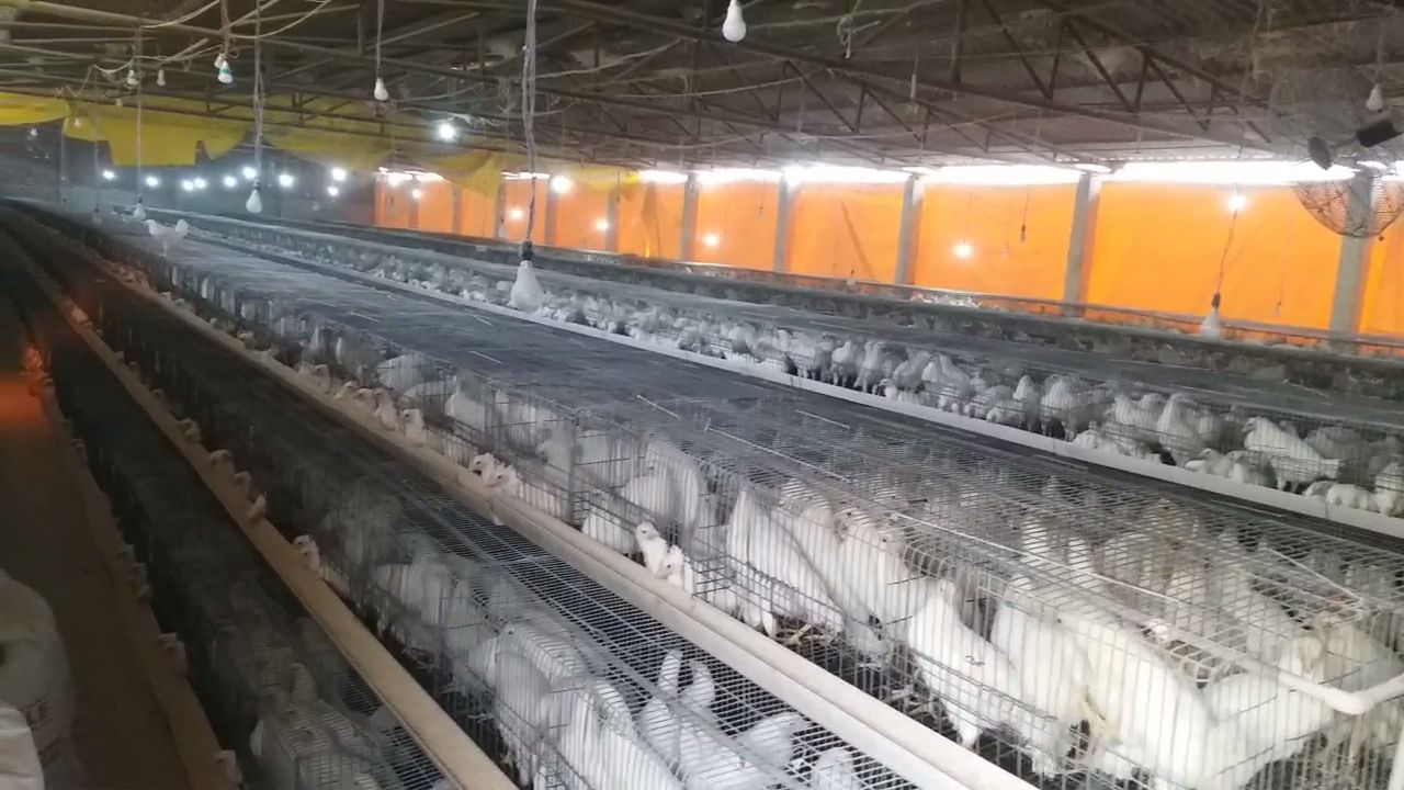 special story on bird flu impact on poultry business