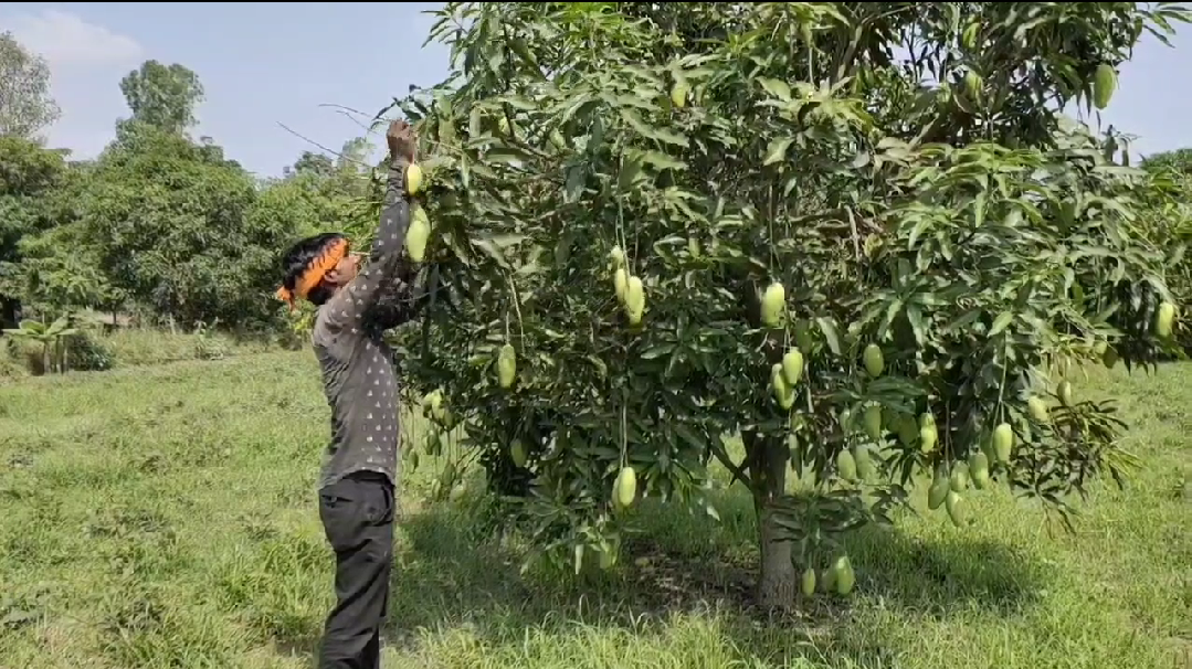 पेड़ से पके आम तोड़ रहे बागवान.