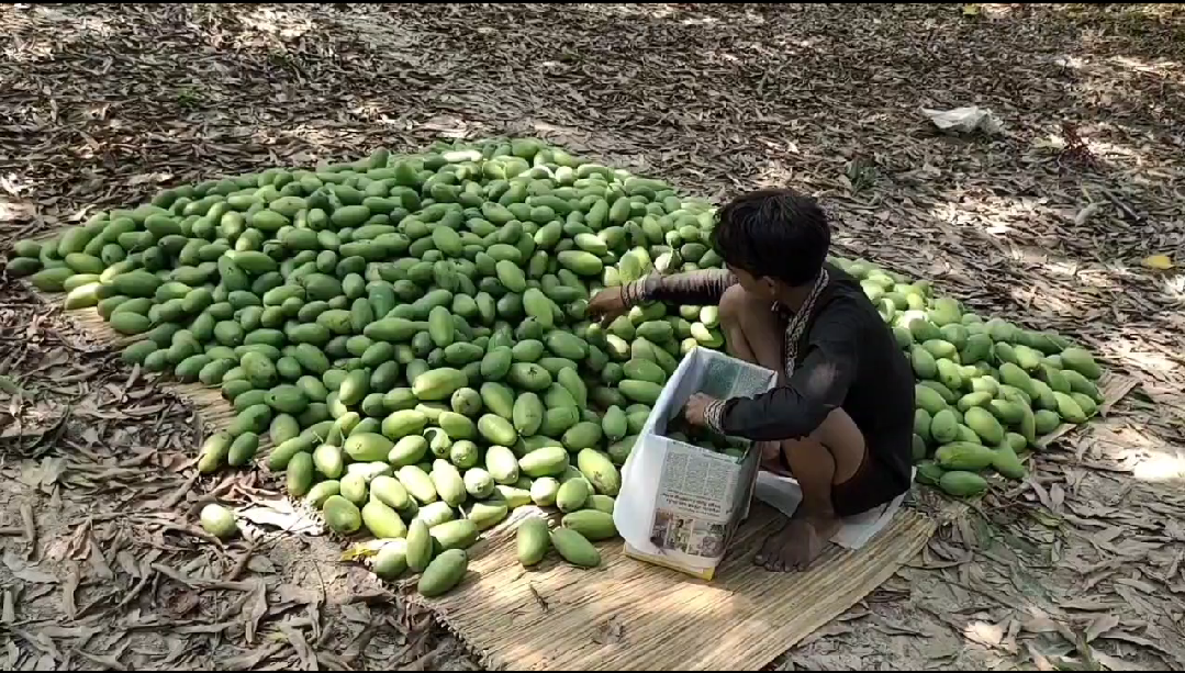 दशहरी आम सप्लाई के लिए तैयार.