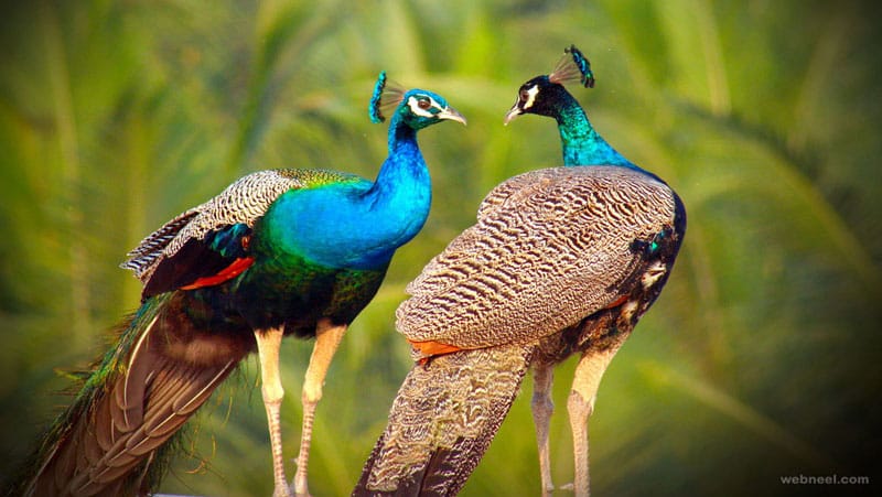 peacock safari Mathura