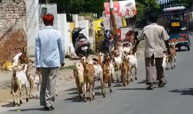 goat market closed due to coronavirus