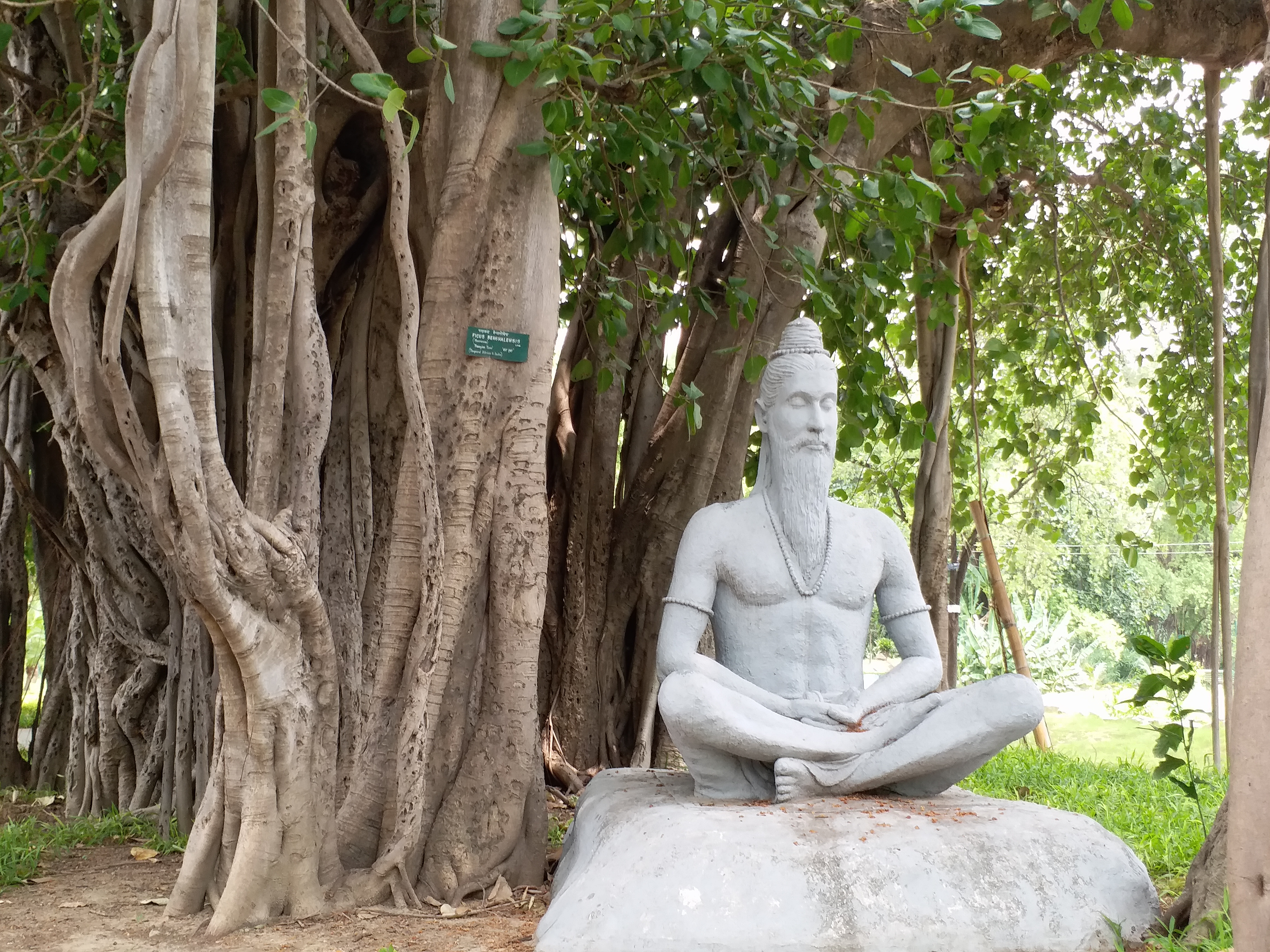 यूपी के विरासत वृक्ष