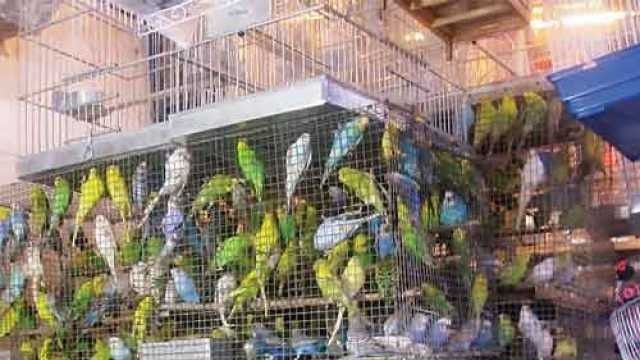 Illegal sale of banned birds in UP