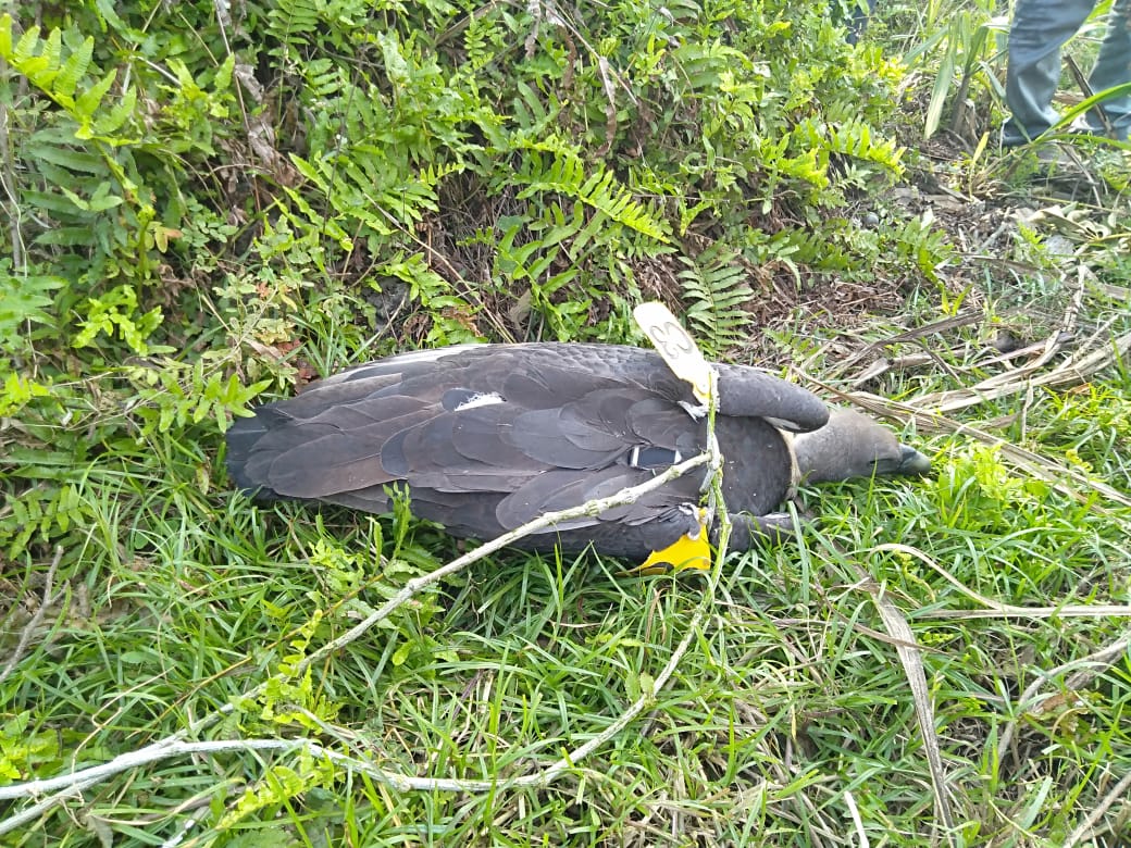 suspicious bird found in kushi nagar uttar pradesh