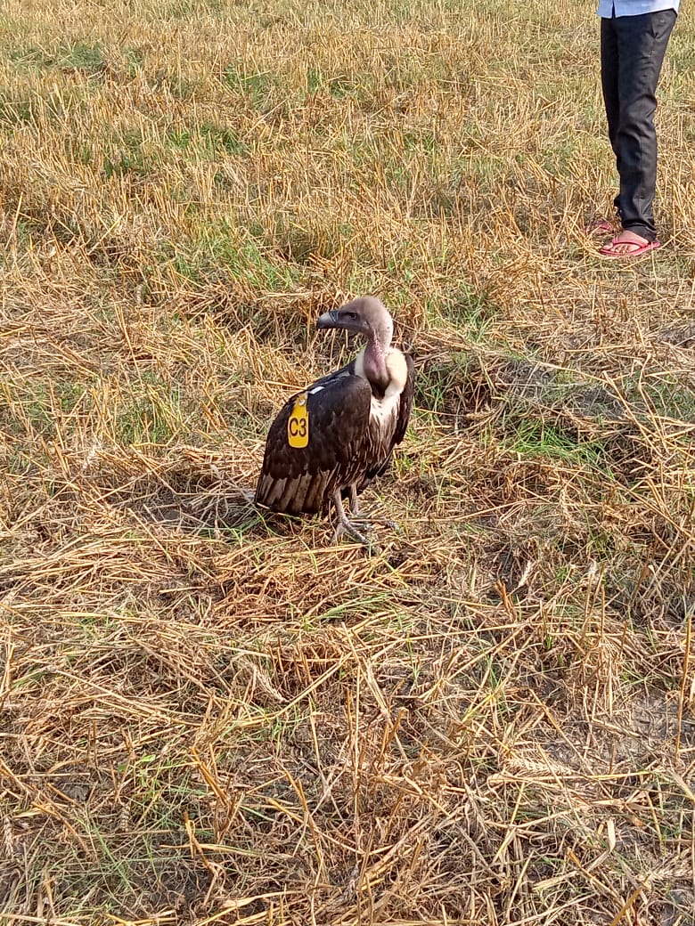 suspicious bird found in kushi nagar uttar pradesh