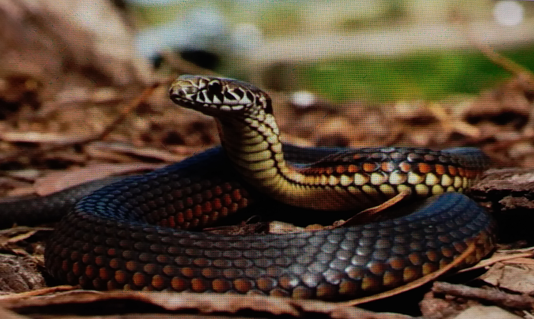 preventive measures for snake bites  snake bites  measures for snake bites  snake species in india  species of snakes  snakes found in India  poisonous snakes in india  snake story  interesting snake story  सांप  सर्पों की प्रजातियां  सांपों की प्रजातियां  पर्यावरण सोसाइटी  एंटी स्नेक वेनम इंजेक्शन  सर्पदंश से बचाव के उपाय  Anti Snake Venom Injection  anti snake bite injection  lucknow latest news in hindi  लखनऊ की ताजा खबर