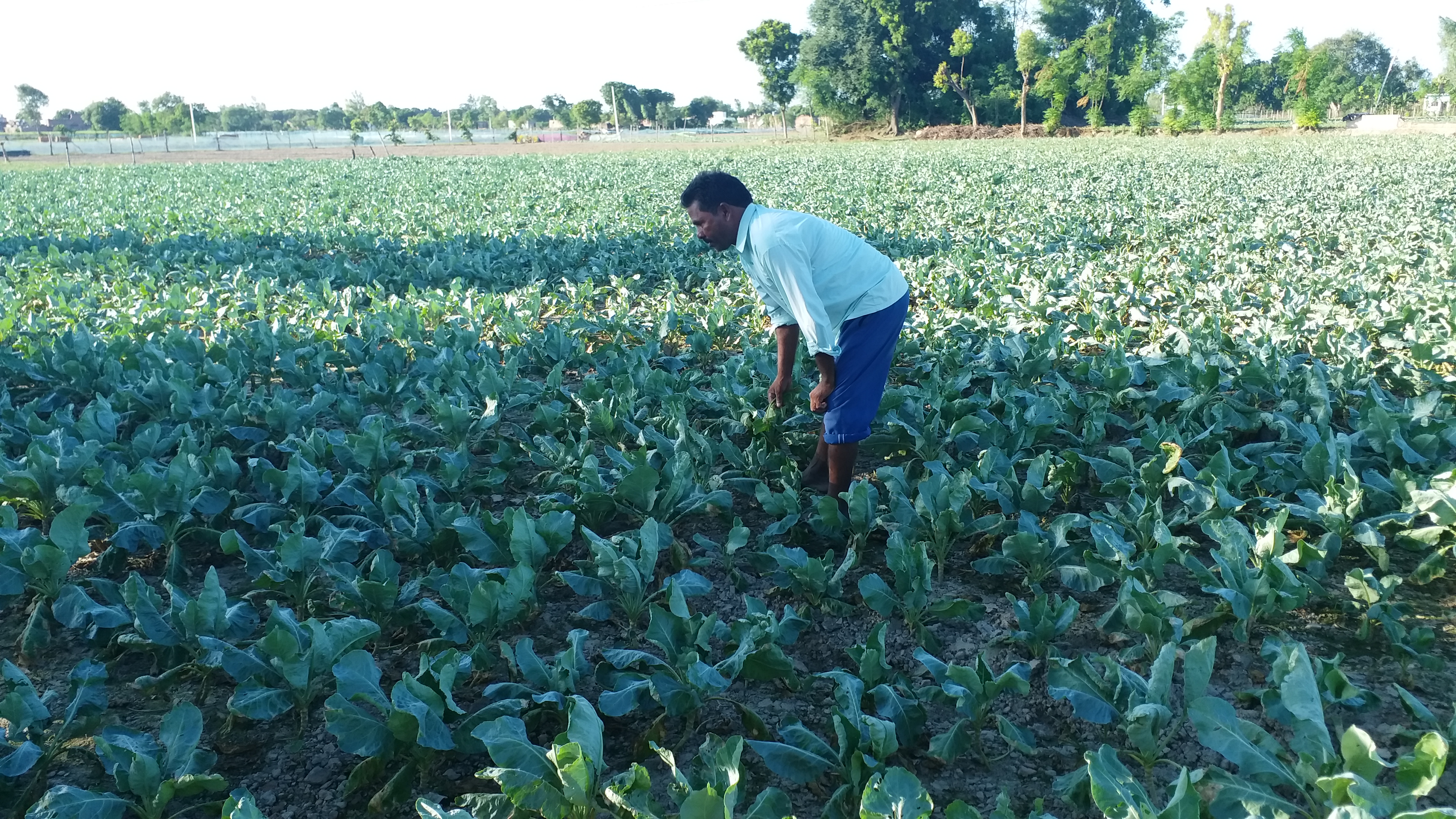 कोटवा गांव में गोभी की खेती.