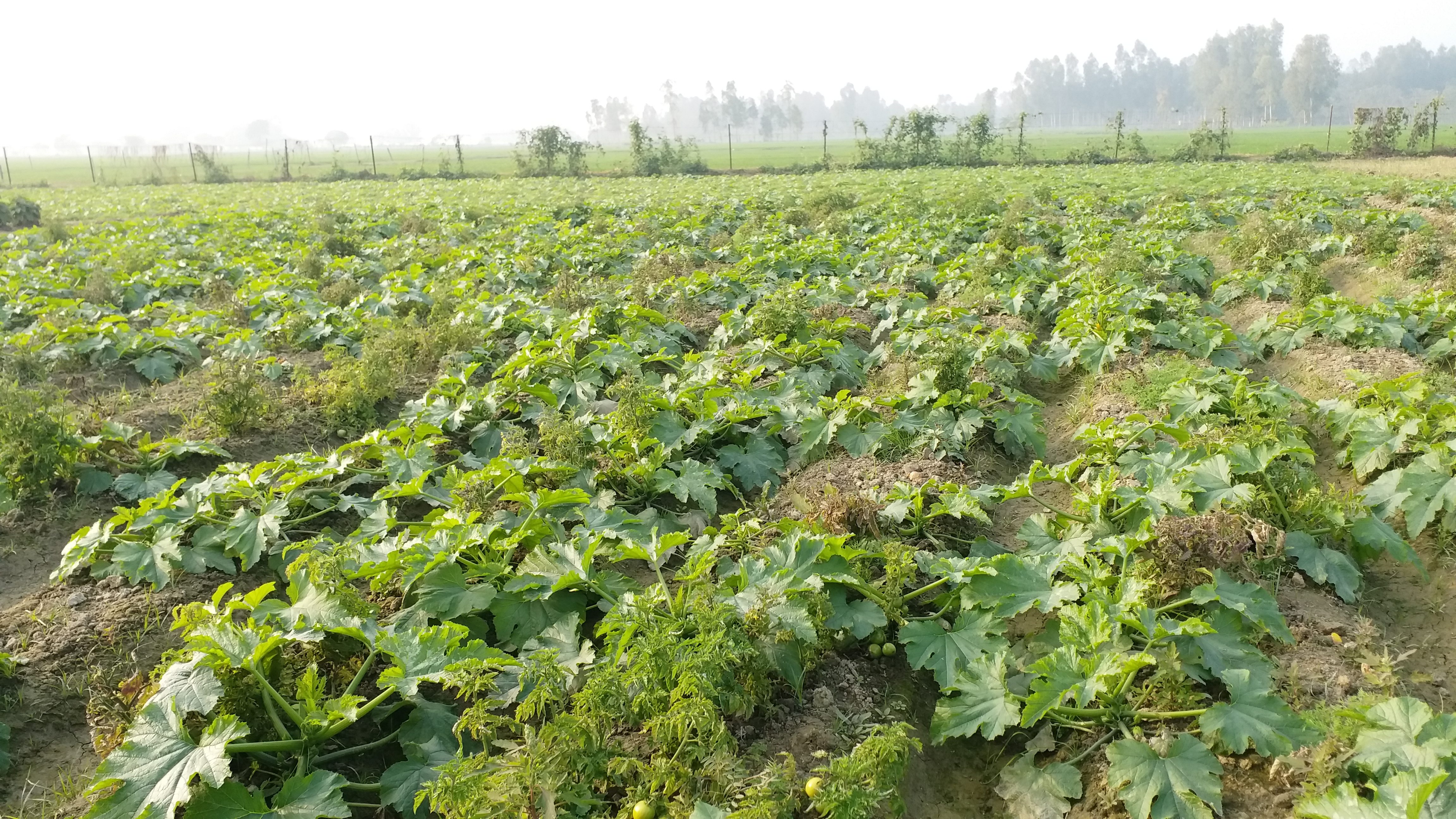 farmers started cultivating janak brinjal in lucknow