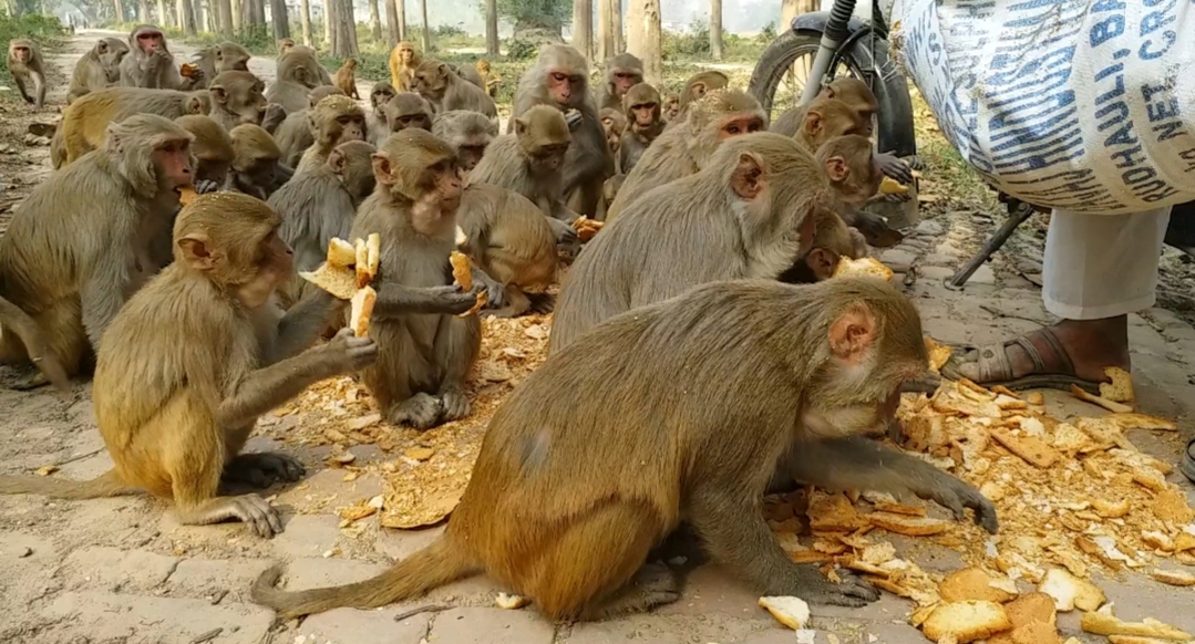 hunger monkeys due to lockdown