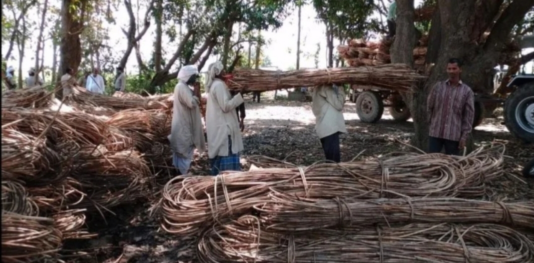 छापेमारी कर 222 बंडल बेंत बरामद किया गया