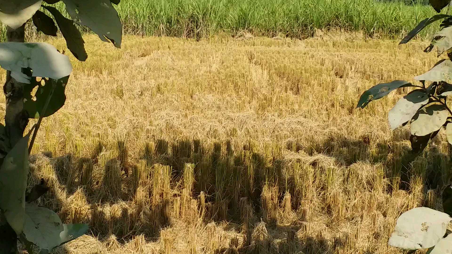 Farmers worried due to lack of paddy purchasing center in mau