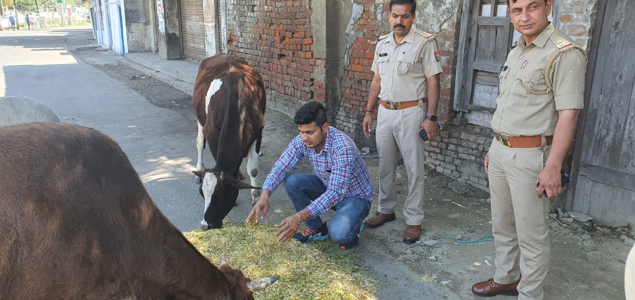 सड़कों पर भूख से बेहाल जानवरों के लिए सहारा बनी मेरठ पुलिस.