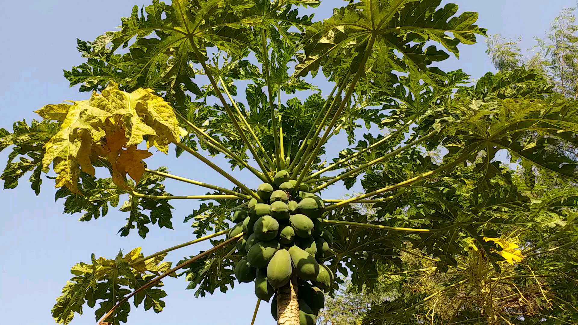 papaya cultivation in meerut