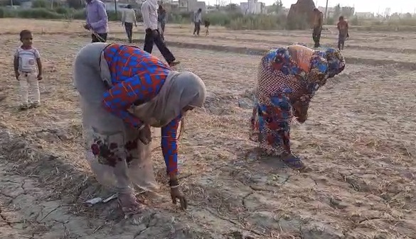 poor-labors-picking-wheat-grain-from-fields-in-meeruth-in-lockdown