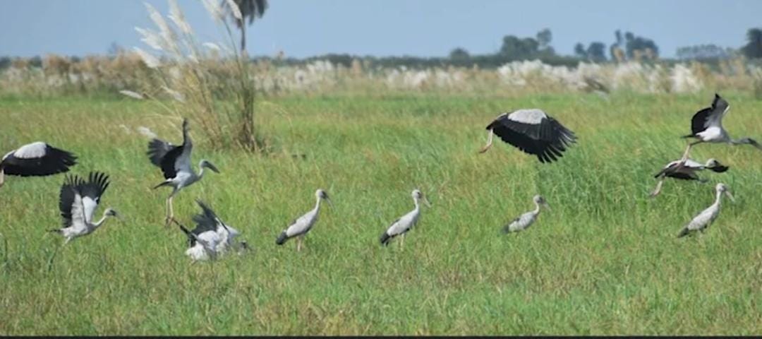 हजारों मील की यात्राकर परदेशी परिंदे पहुंचने लगे हस्तिनापुर अभ्यारण्य, जानें क्या है इन पक्षियों की खासियत