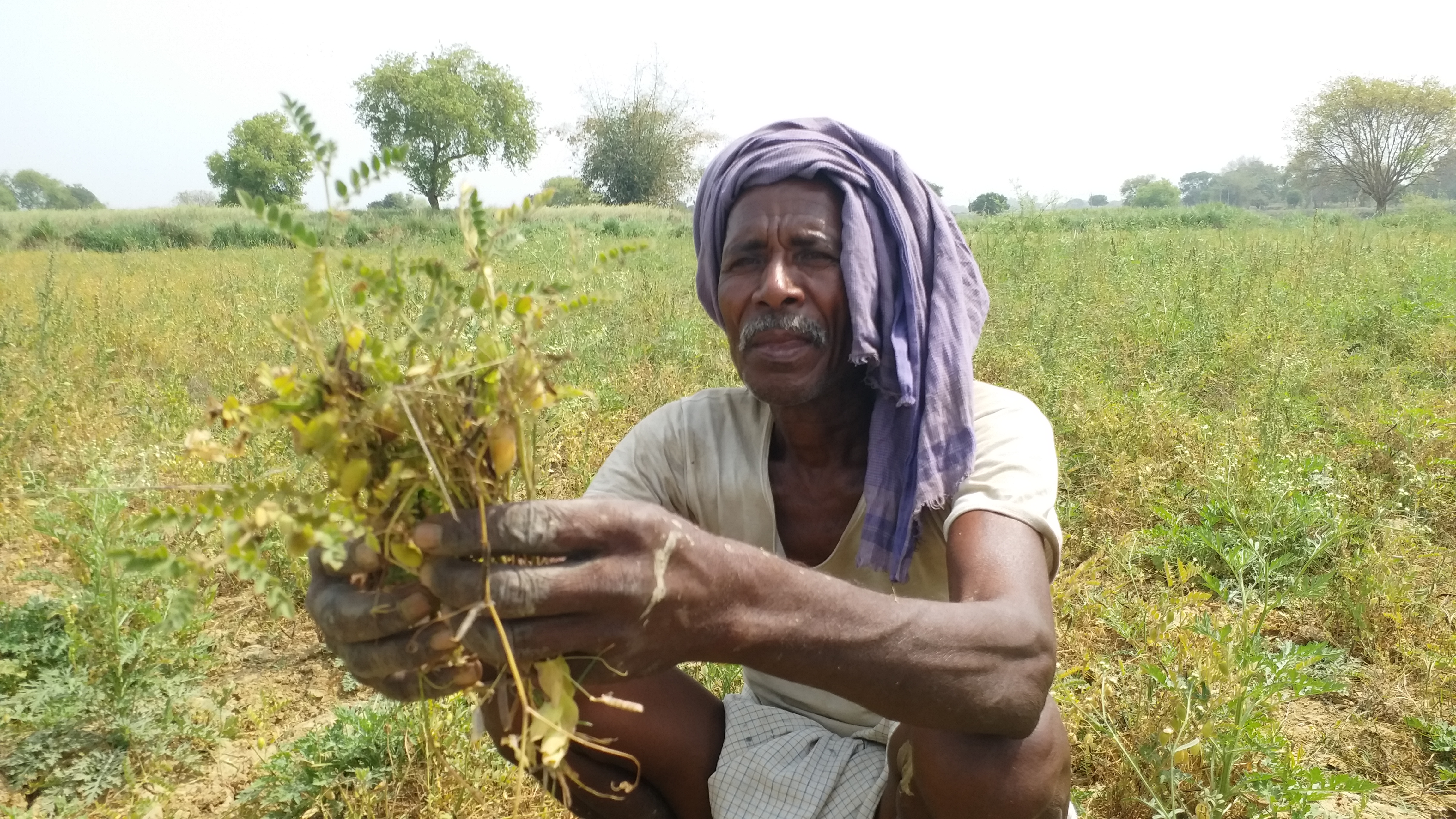 मिर्जापुर में नीलगाय का आतंक से किसान परेशान.