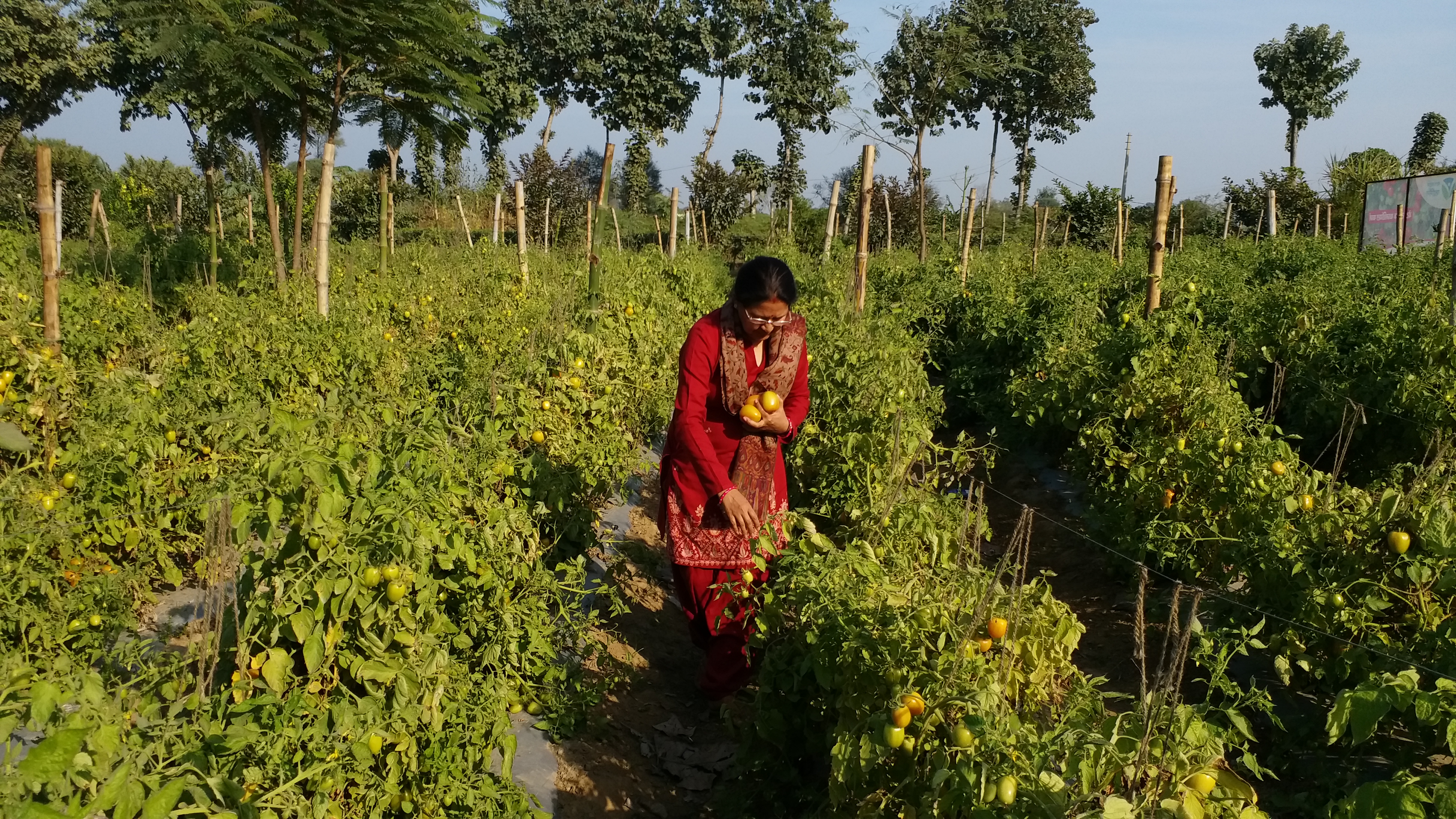 खेत से टमाटर तोड़ती महिला किसान कनकलता.