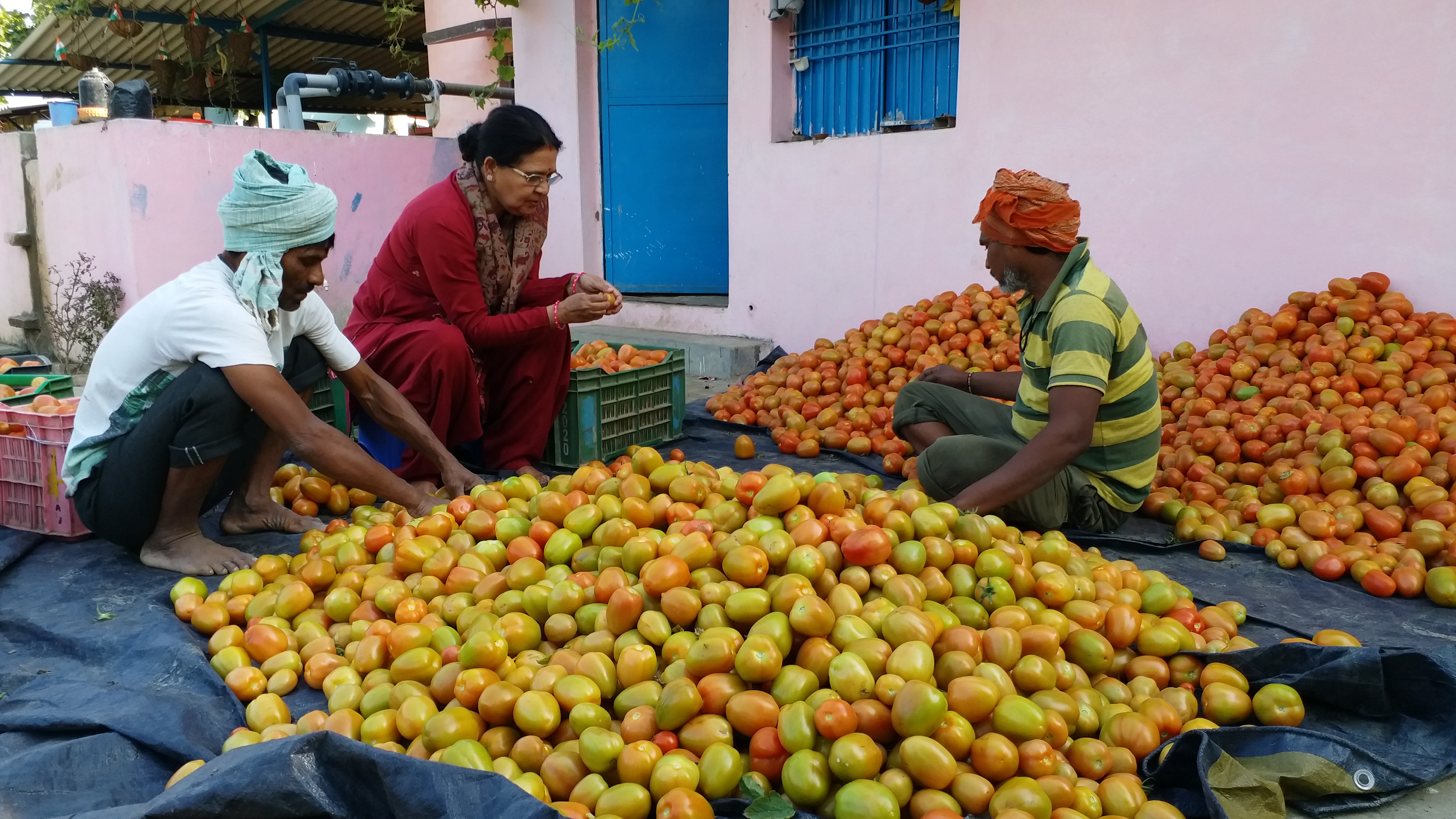 कनकलता के टमाटर के सैंपल भेजे गए ओमान और लंदन.