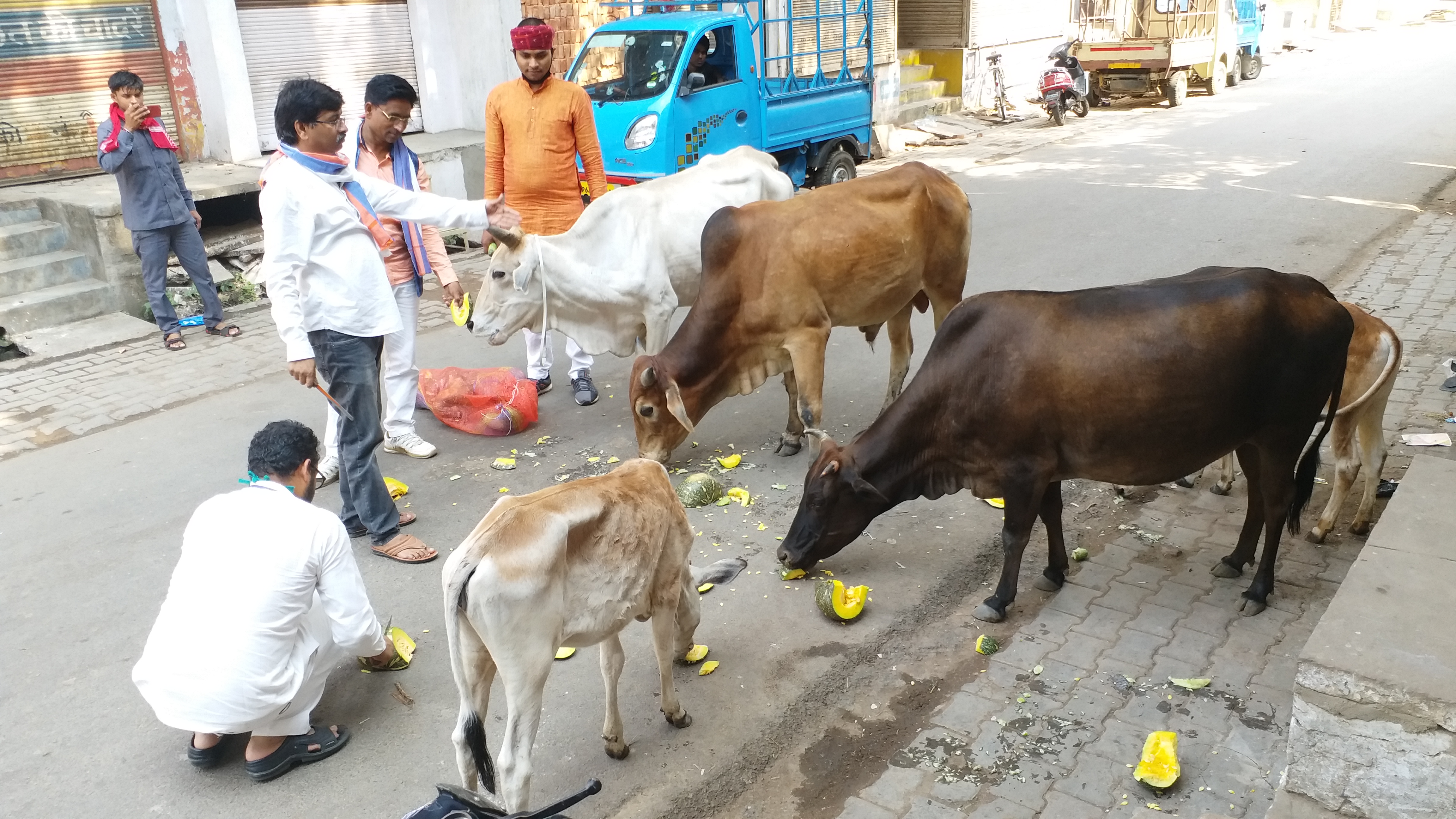 कार्यकर्ताओं ने बेजुबानों को कराया भोजन