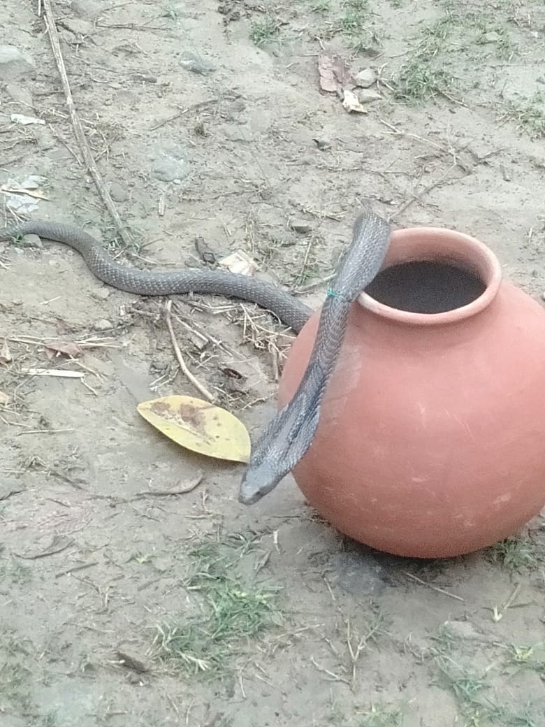 snake insert in man's pant