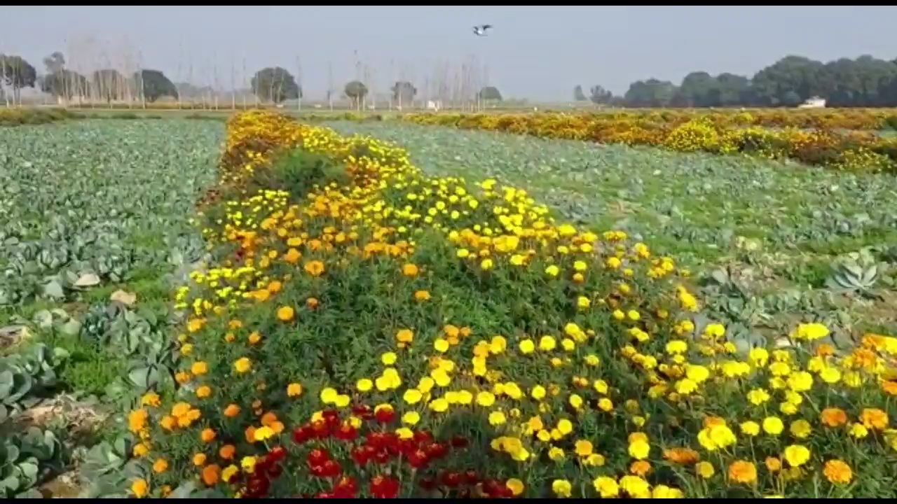 میرٹھ۔: کسان احتجاج سے زرعی شعبہ متاثر