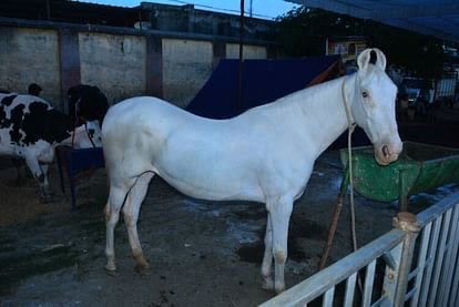 national animal pair muzaffarnagar